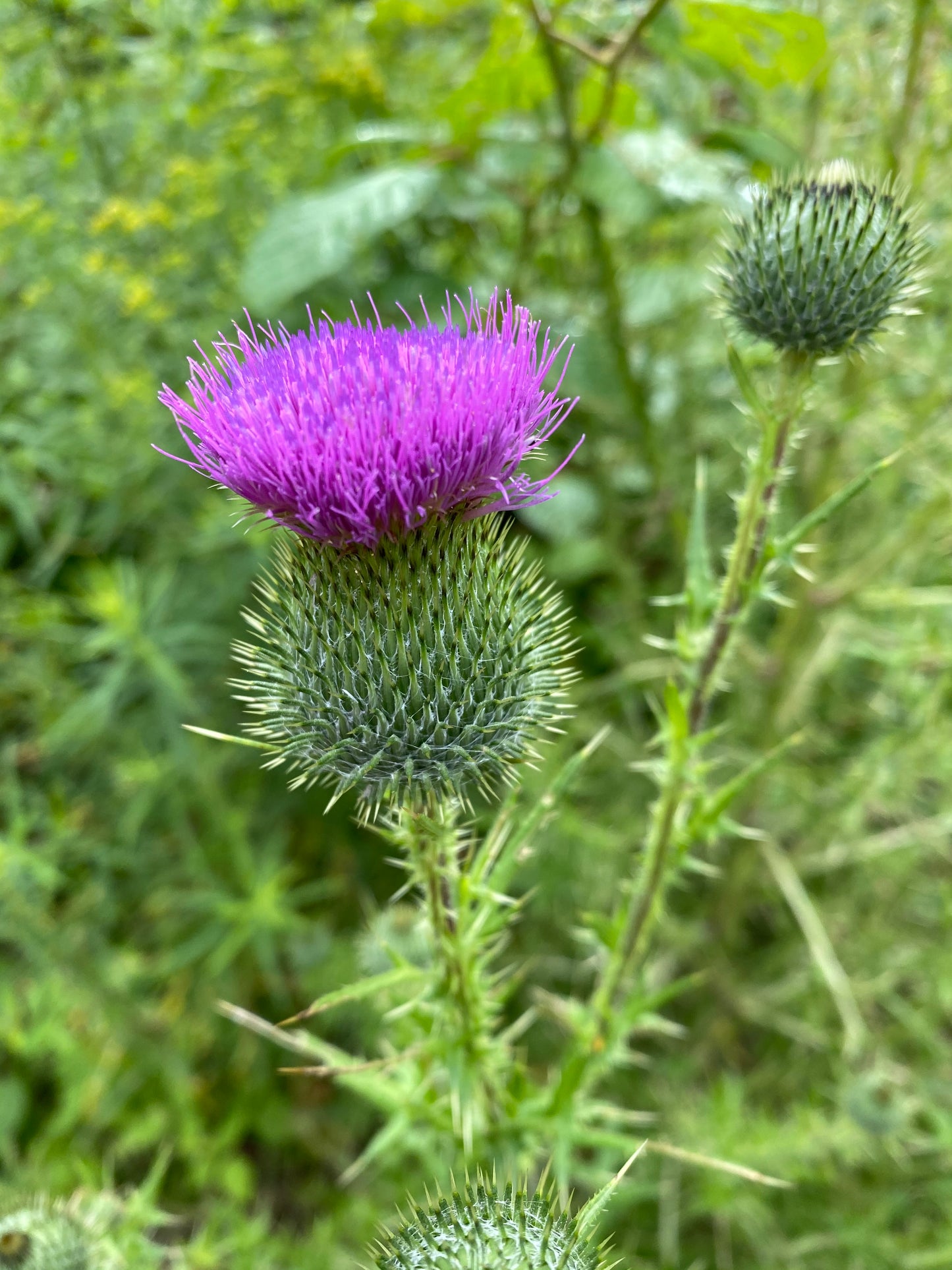 Purple thistle flower with green leaves on a blurred green background