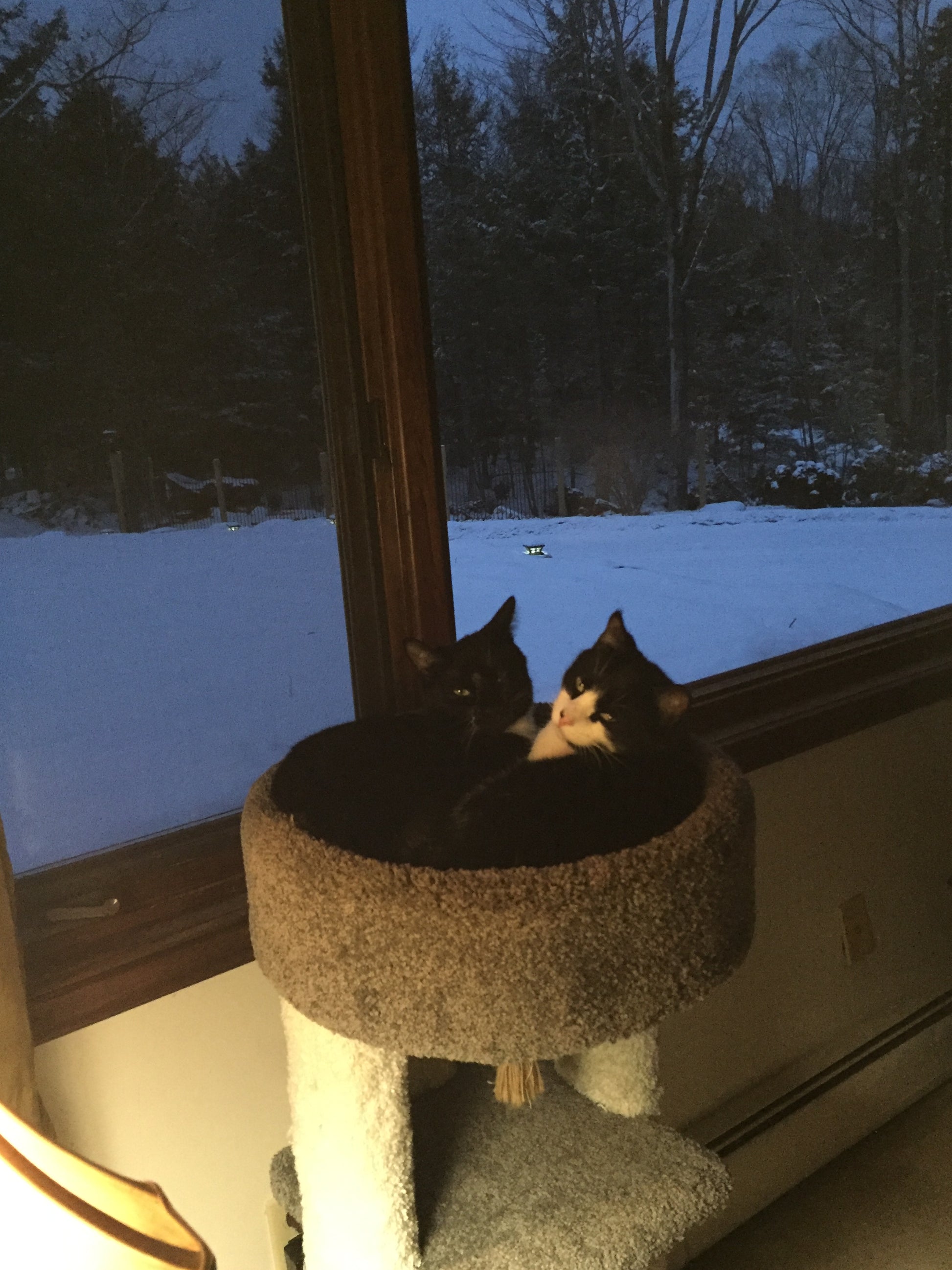 Two cats in a cat tree with a snowy landscape outside