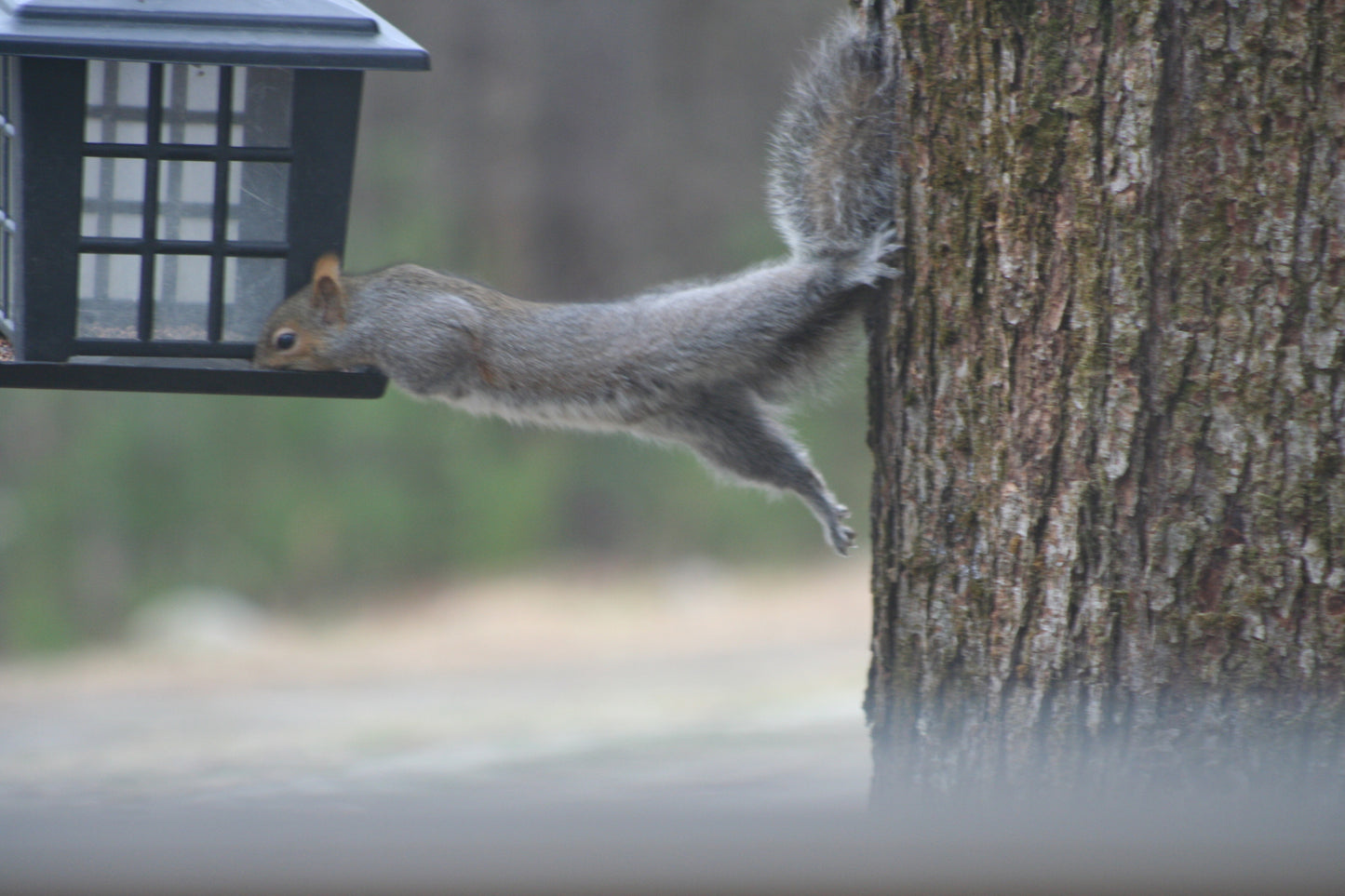 Squirrel reaching for a bird feeder attached to a tree