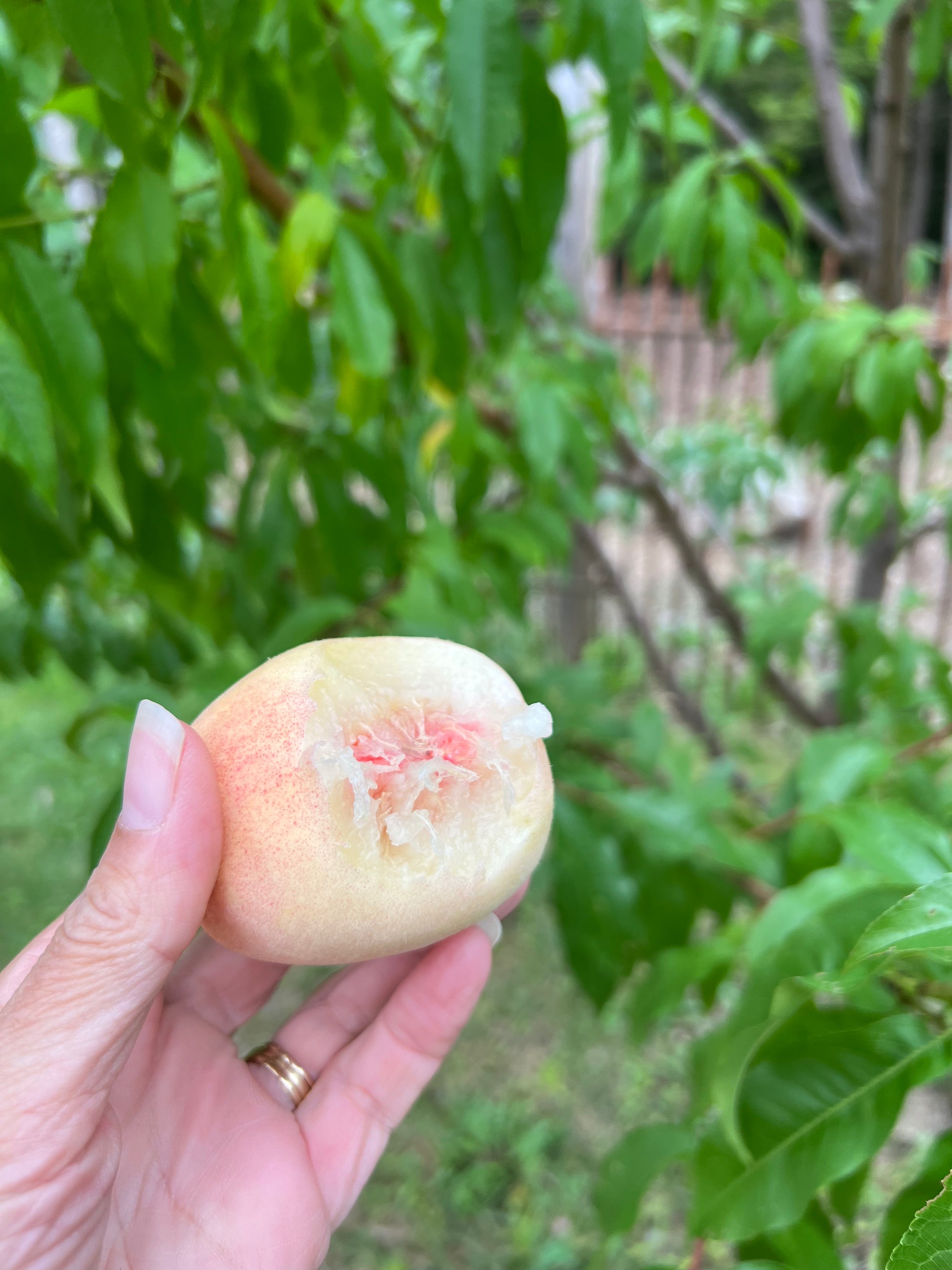 Hand holding a partially eaten peach with a blurred background of green foliage