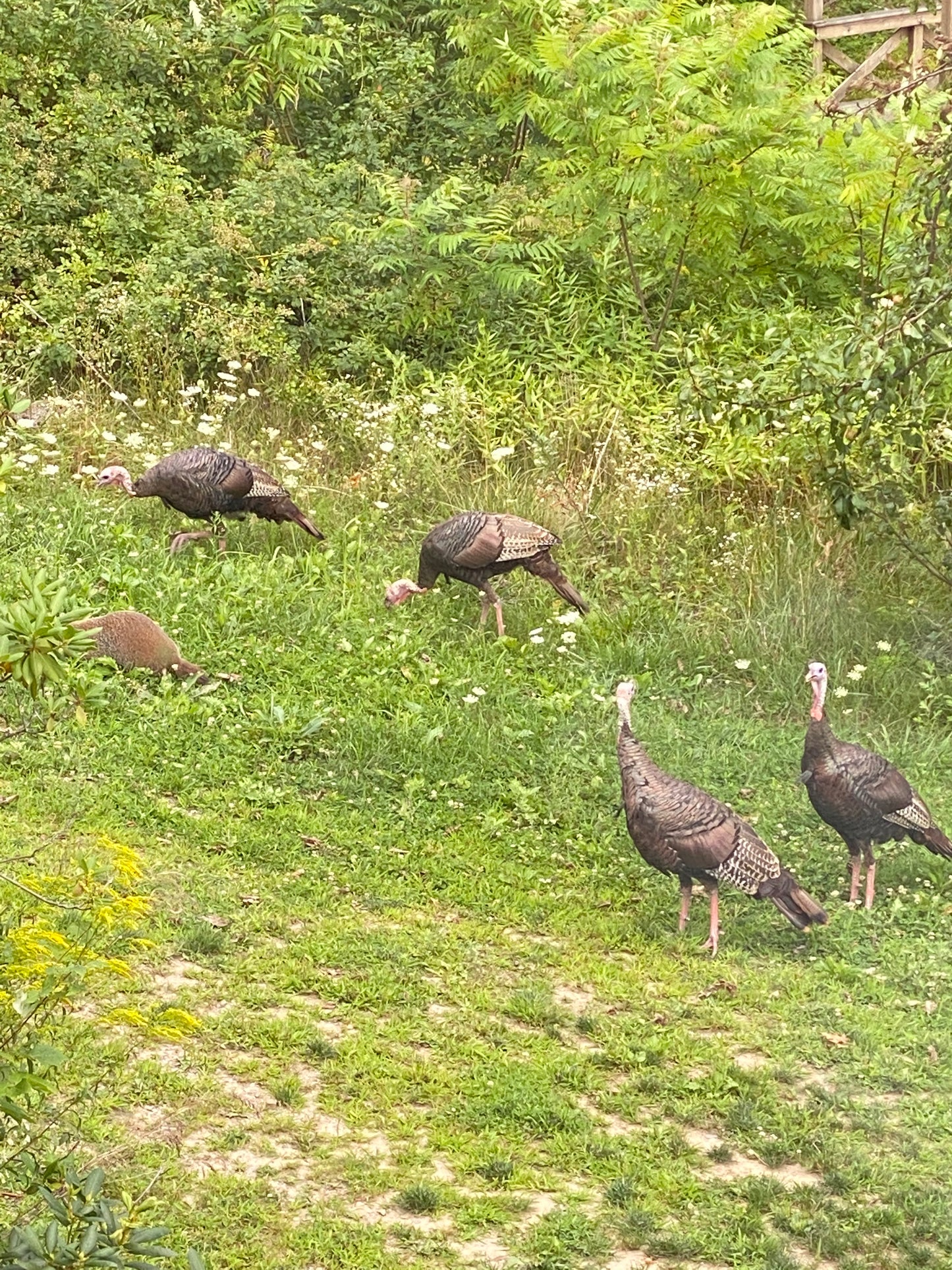 Turkeys foraging on a grassy field with  a groundhog trees in the background. 