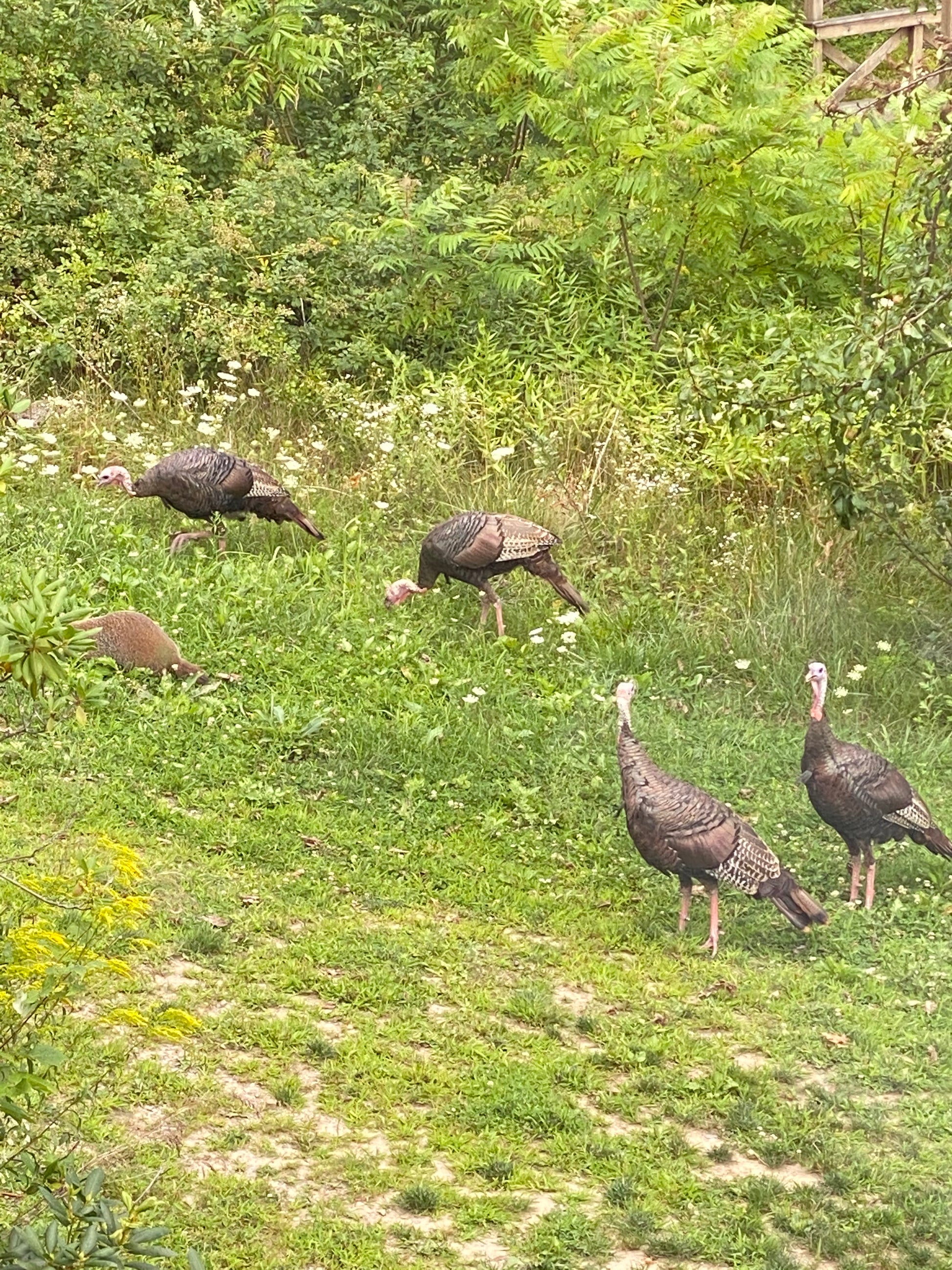 Turkeys foraging on a grassy field with  a groundhog trees in the background. 