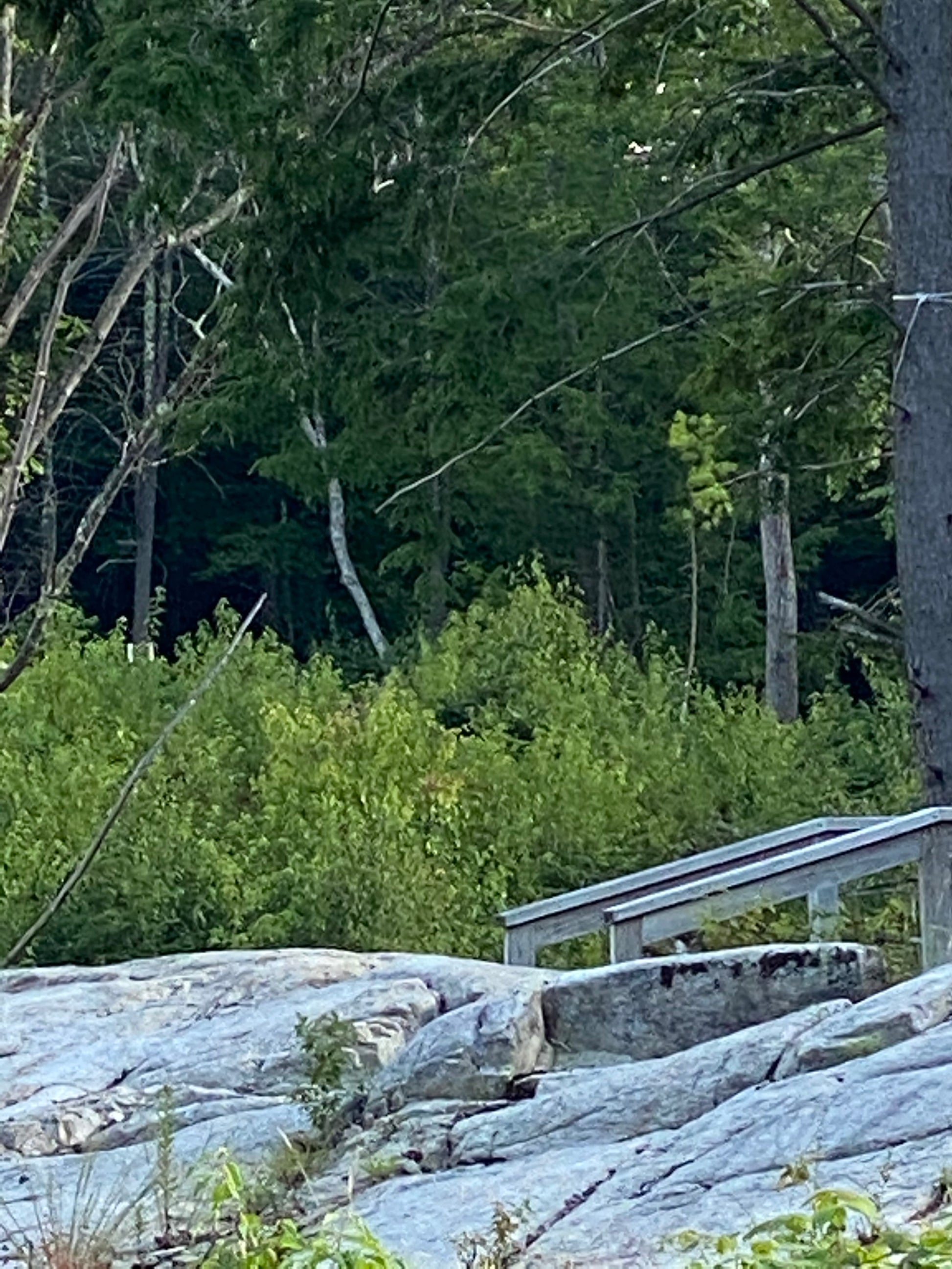 Scenic view of a forested area with a rocky cliff and wooden structure.