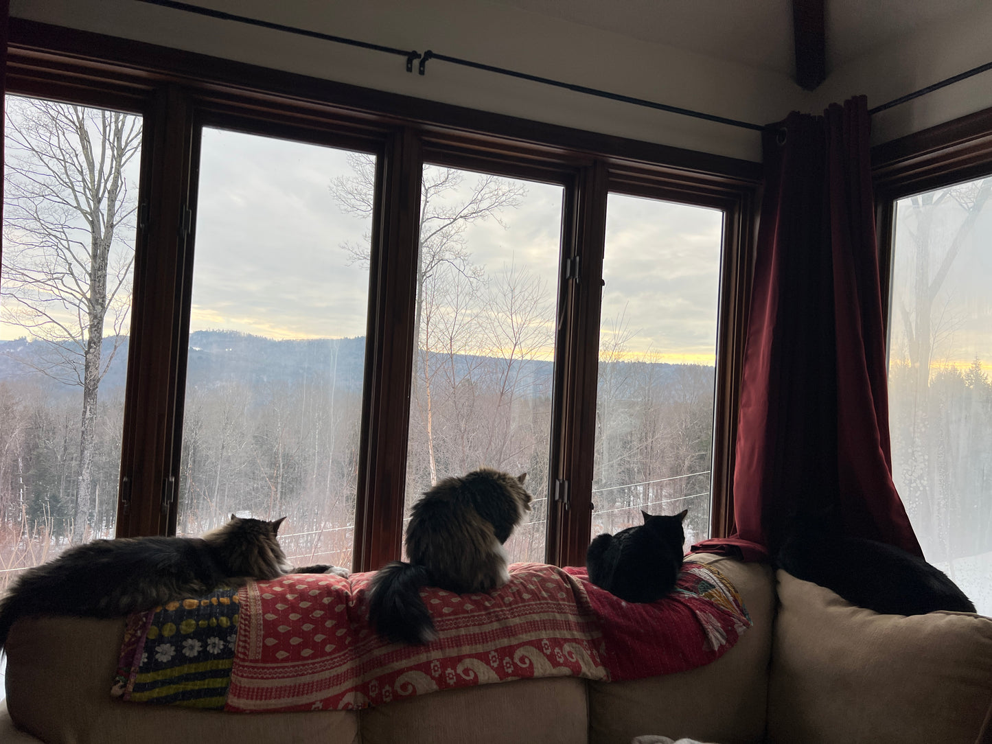 Three cats sitting on a couch by large windows with a view of mountains.