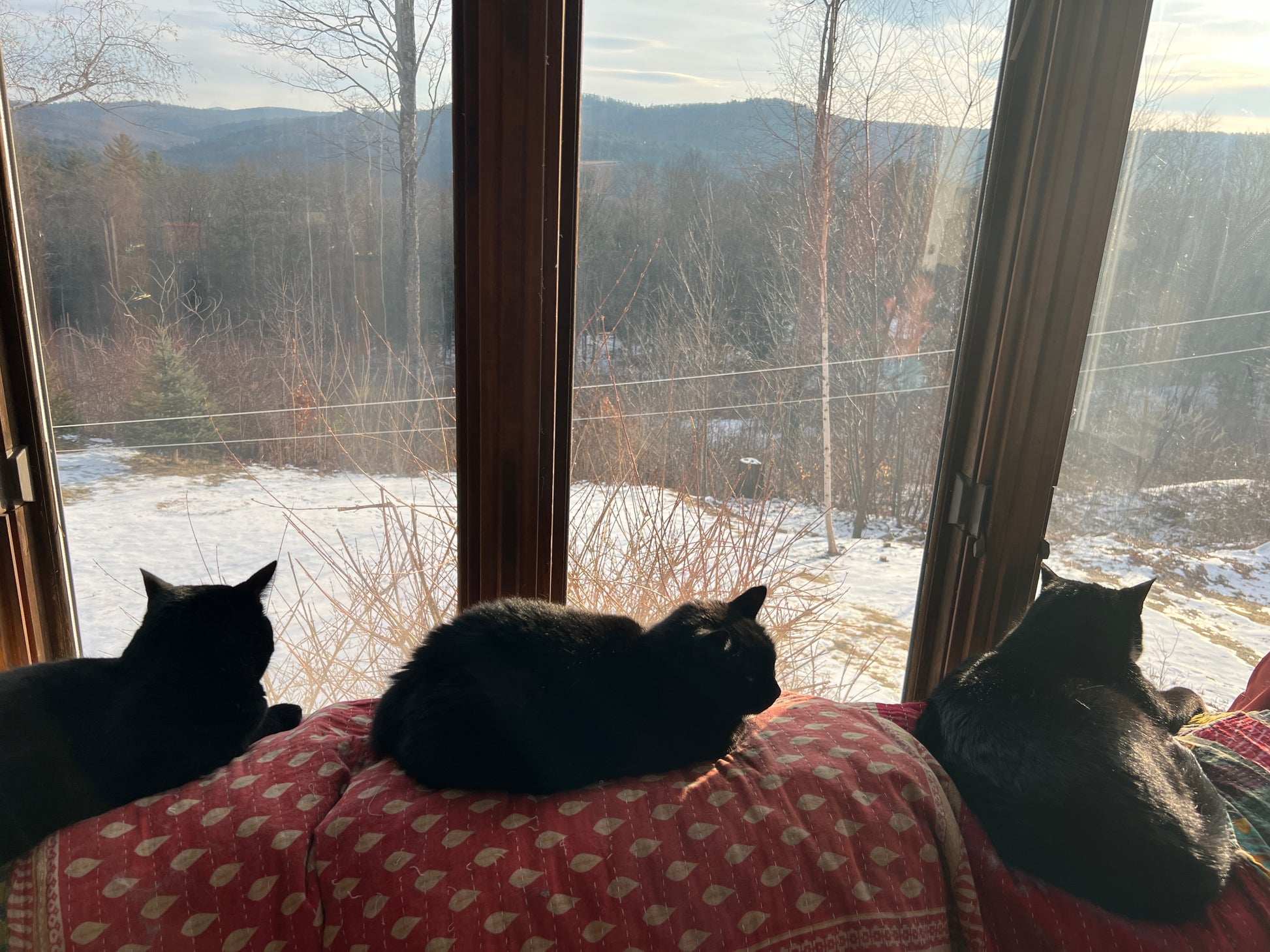 Three cats sitting on a windowsill with a snowy landscape outside