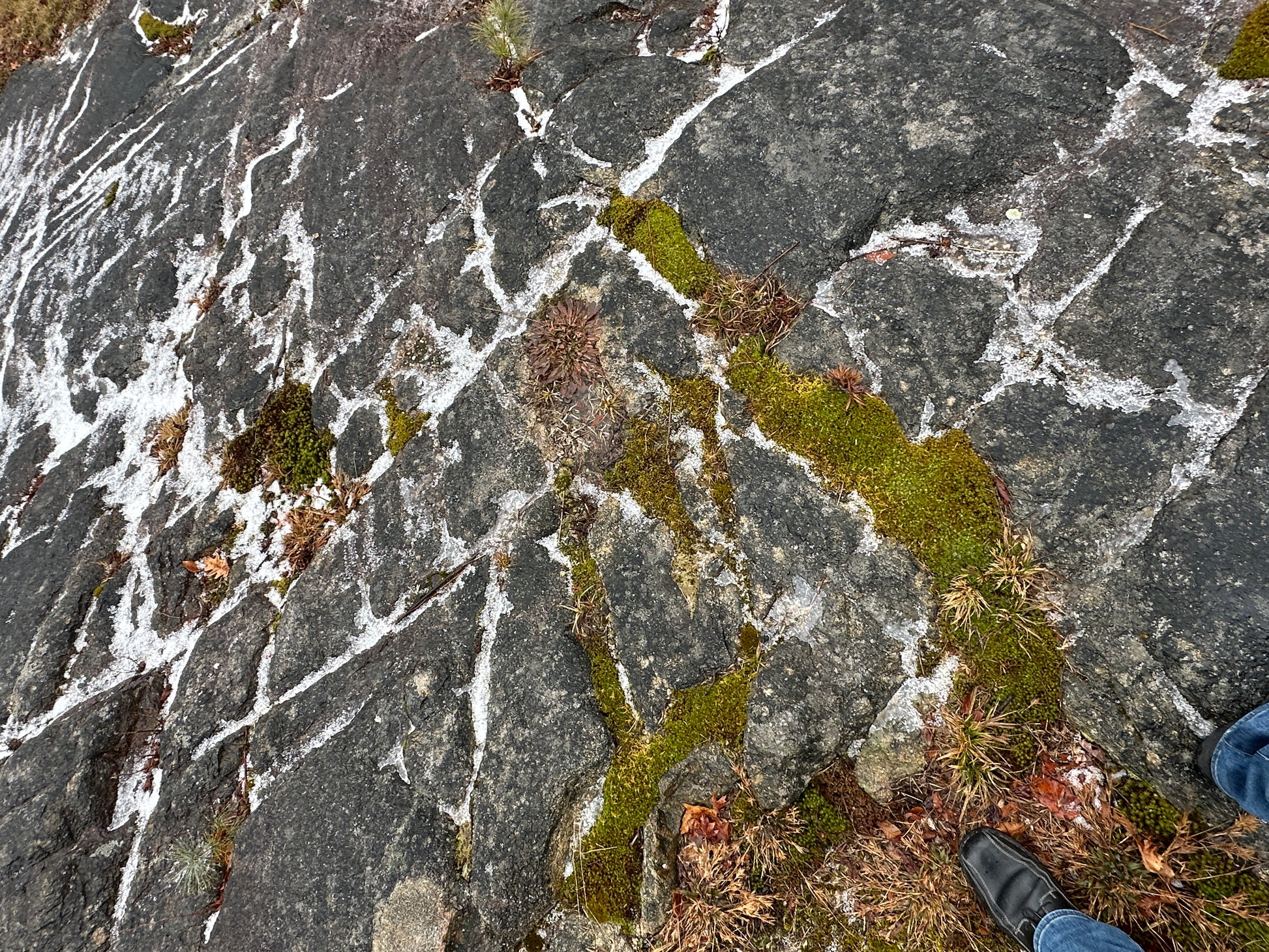 Close-up of the glacial scratches in the ledges its rocky surface with patches of green moss