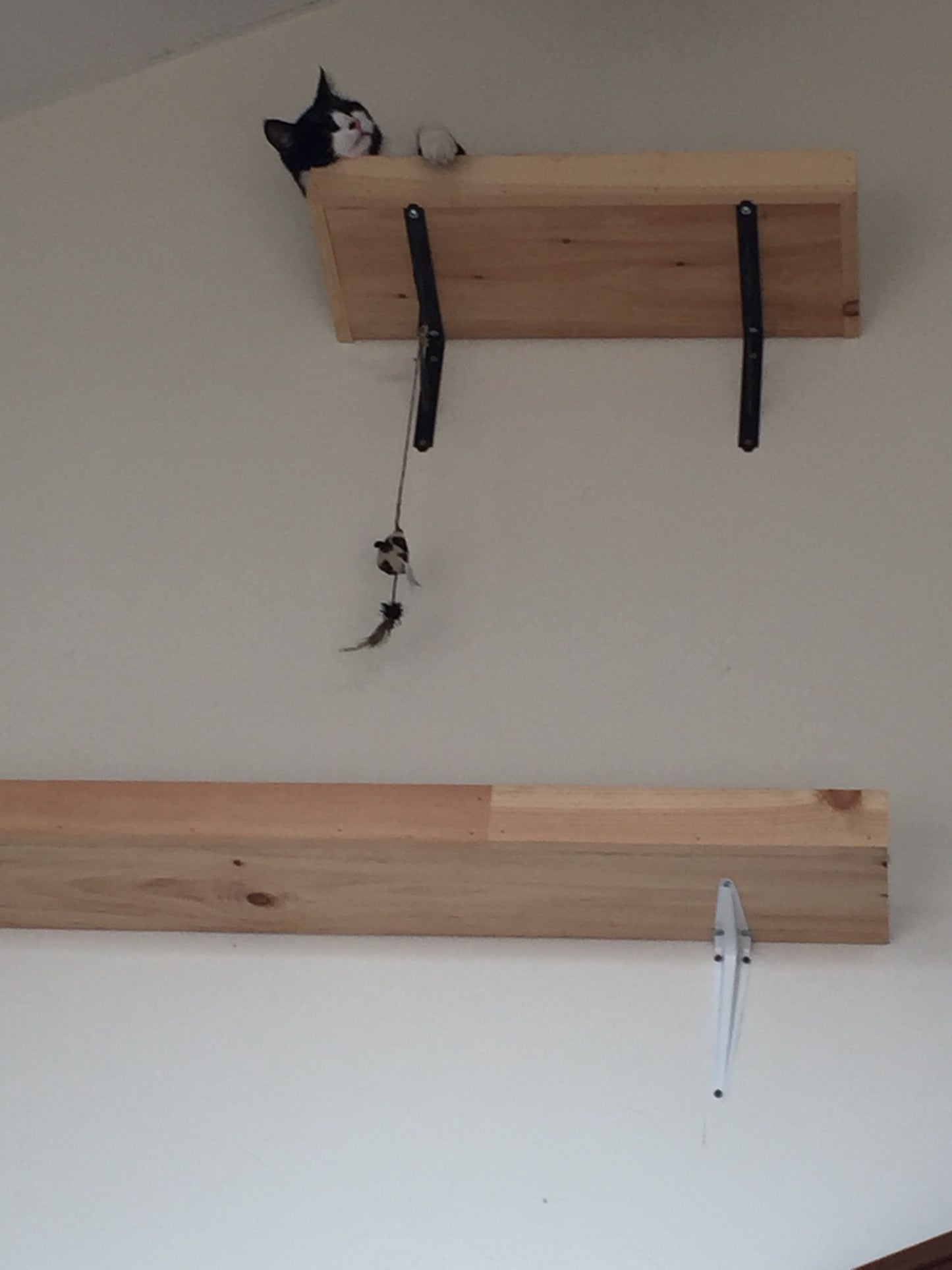 Wooden shelves attached to a wall with a black cat toy on a white wall.