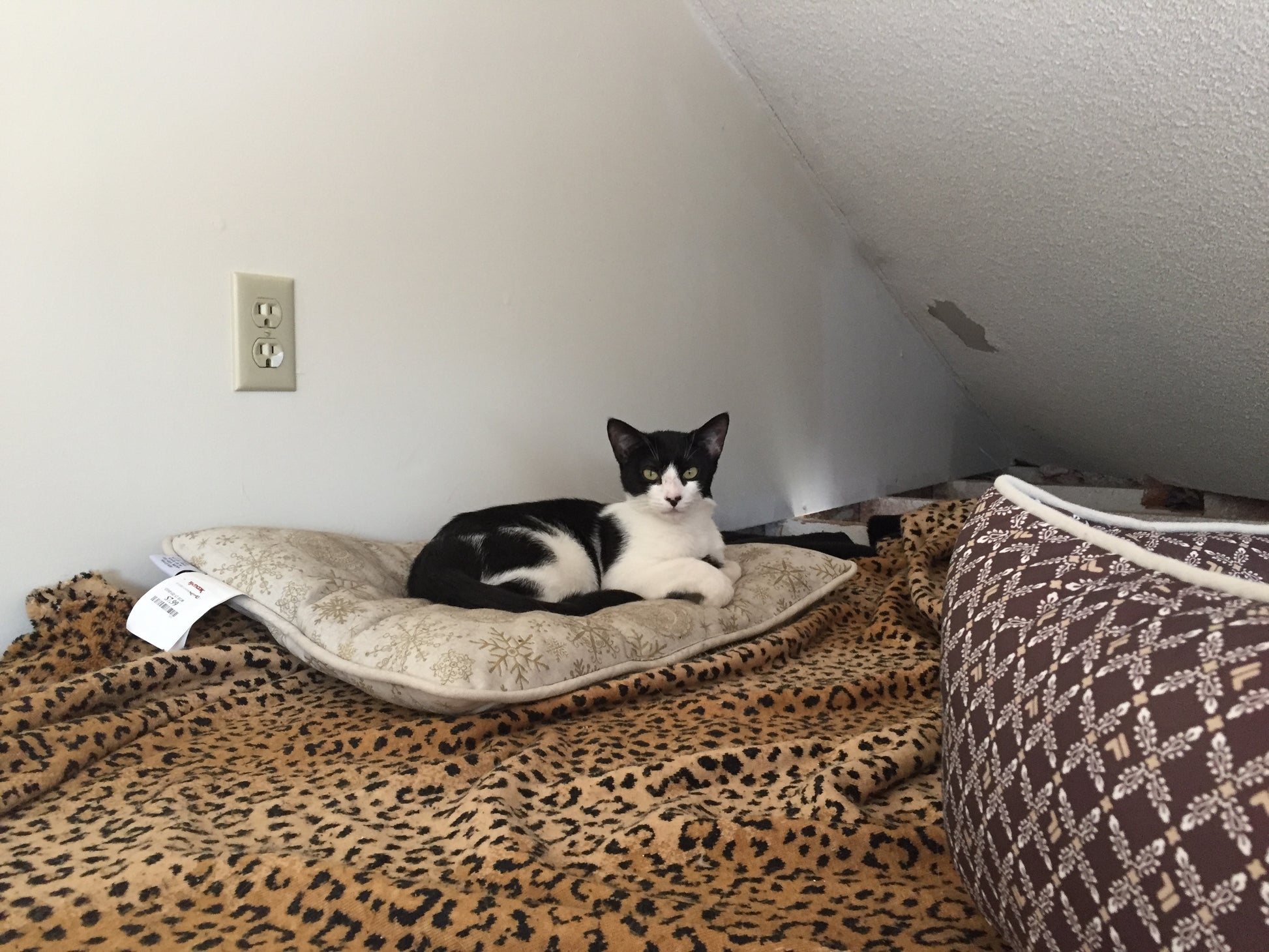 Cat lying on a pet bed in a room with leopard print bedding and a patterned rug.