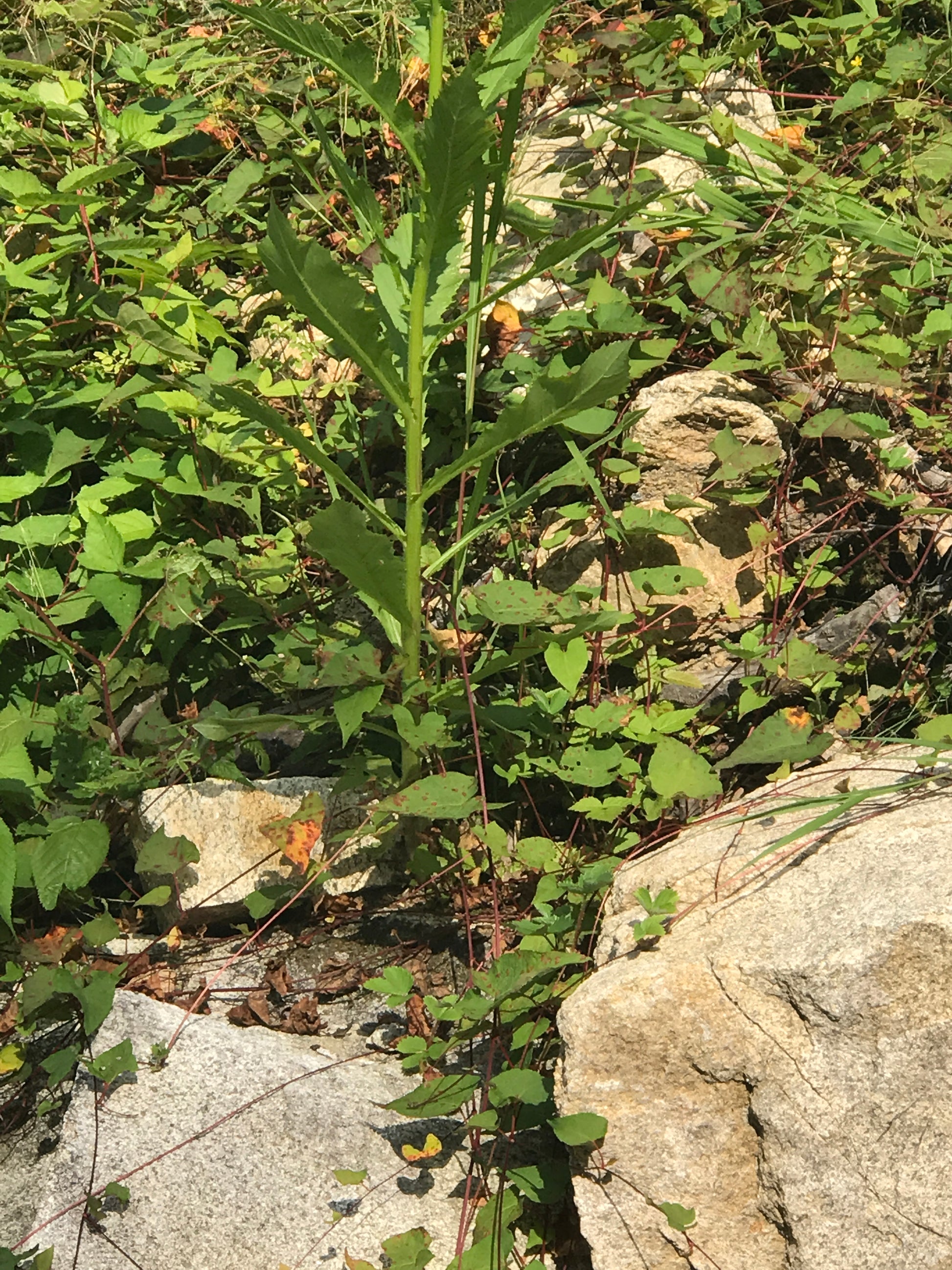 Green plant with leaves and stems on a rocky ground