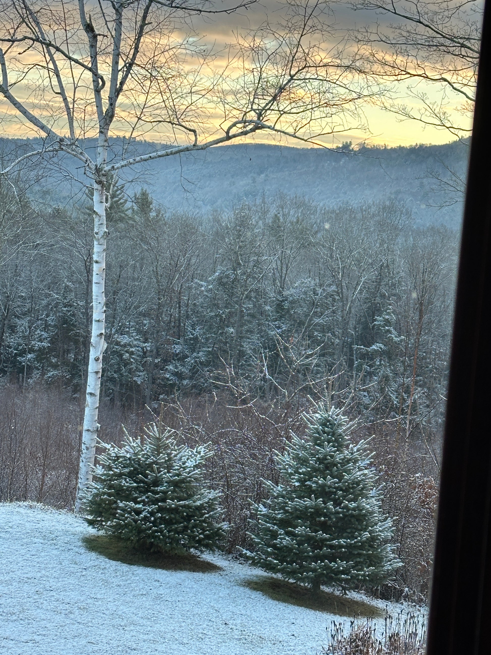 Frost-covered  view of trees and snow on a cold day blue spruce trees and birch tree. brilliant sky's.