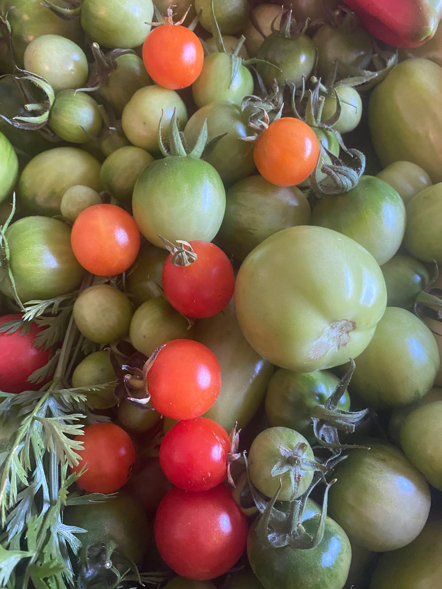 Assorted green and red tomatoes with leaves on a natural background