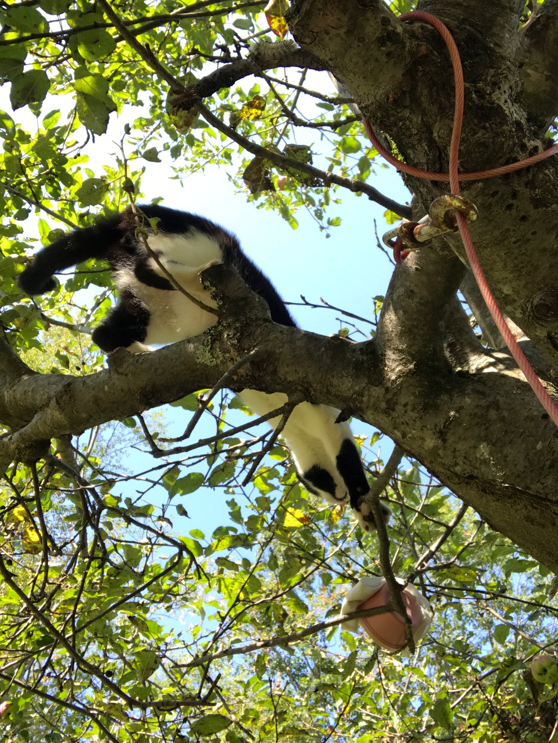 Cat climbing a  apple tree with green leaves and branches.
