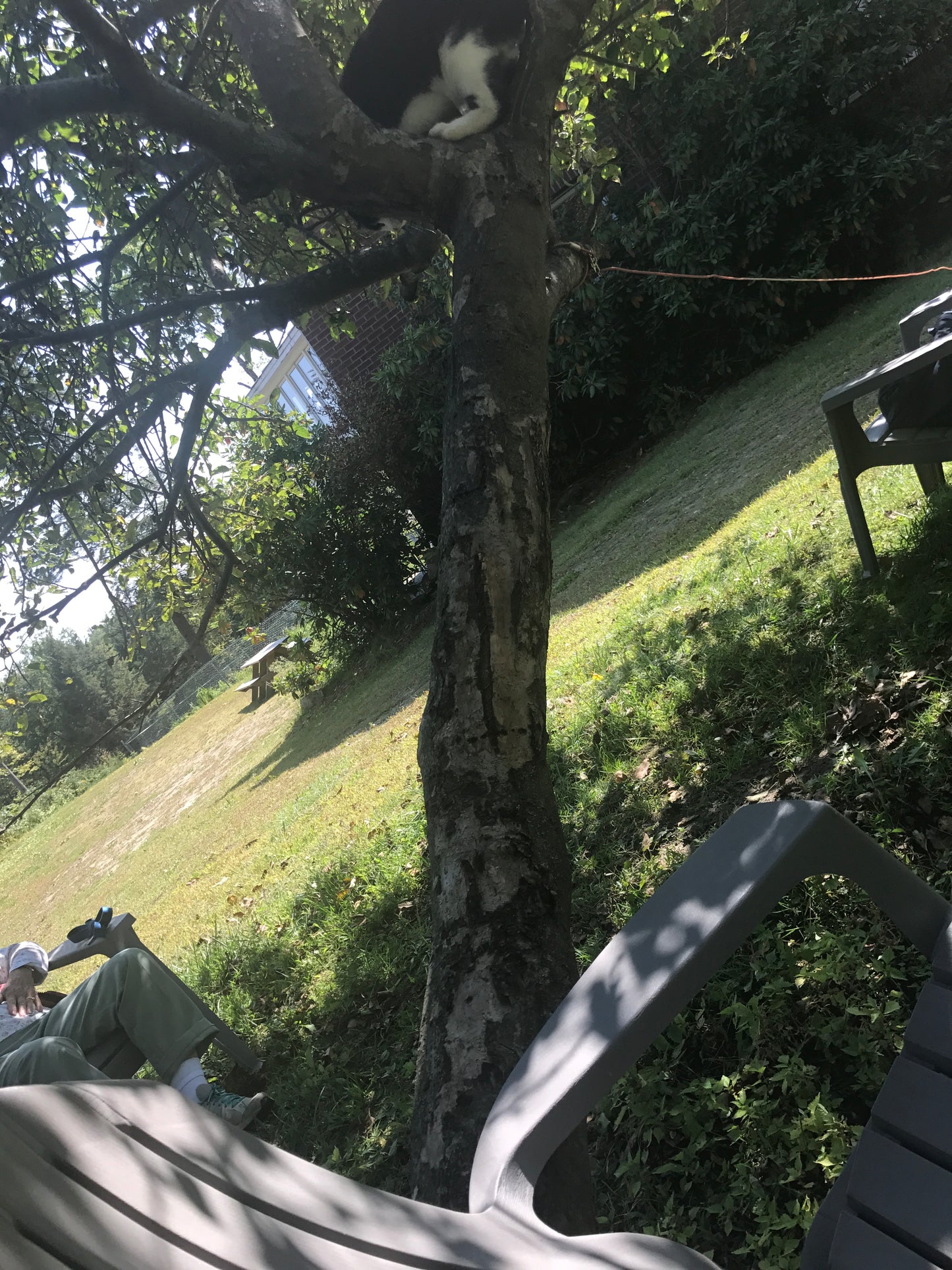 Apple  tree a grassy area with trees in a patio setting