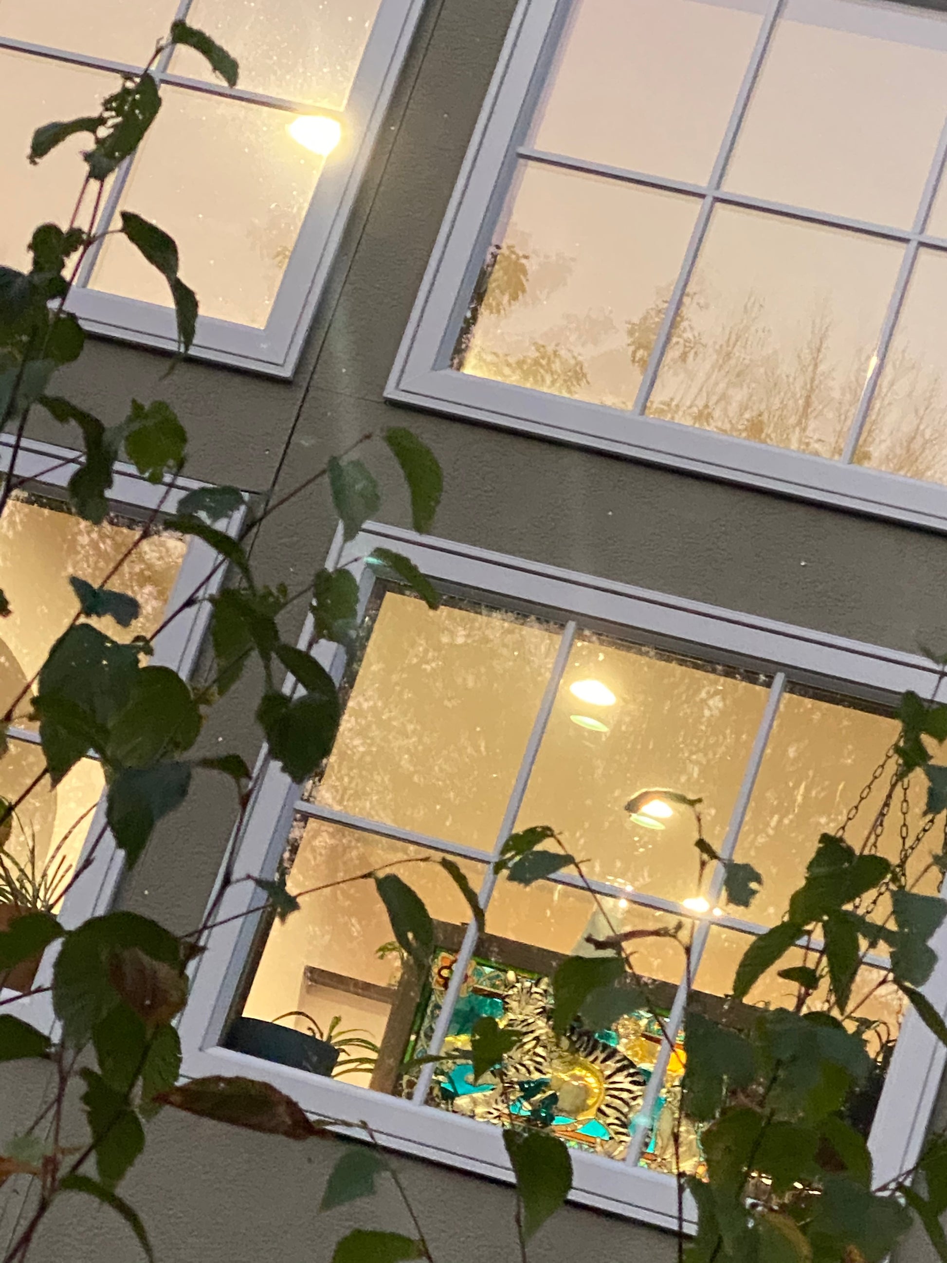 Windows with reflections and light, surrounded by green leaves.