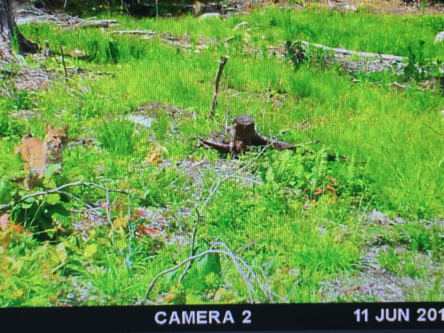 Camera trap image of a lynx in a grassy forest area with timestamp '11 Jun 2023'.