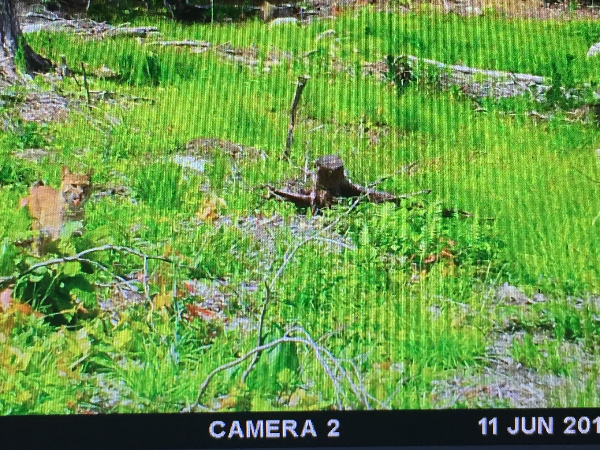 Camera trap image of a lynx in a grassy forest area with timestamp '11 Jun 2023'.