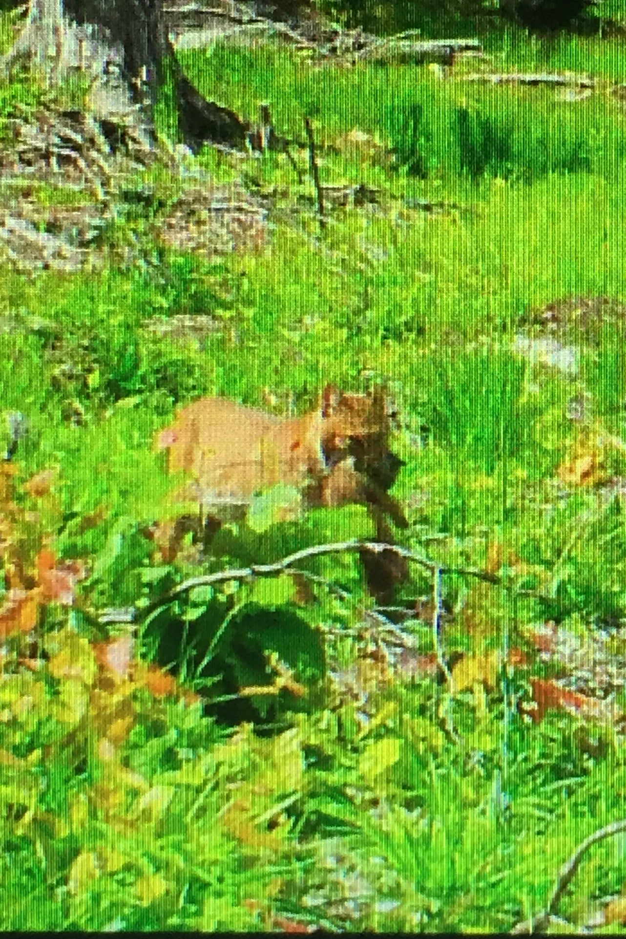 Bobcat walking through a grassy field with cub in her mouth with trees in the background