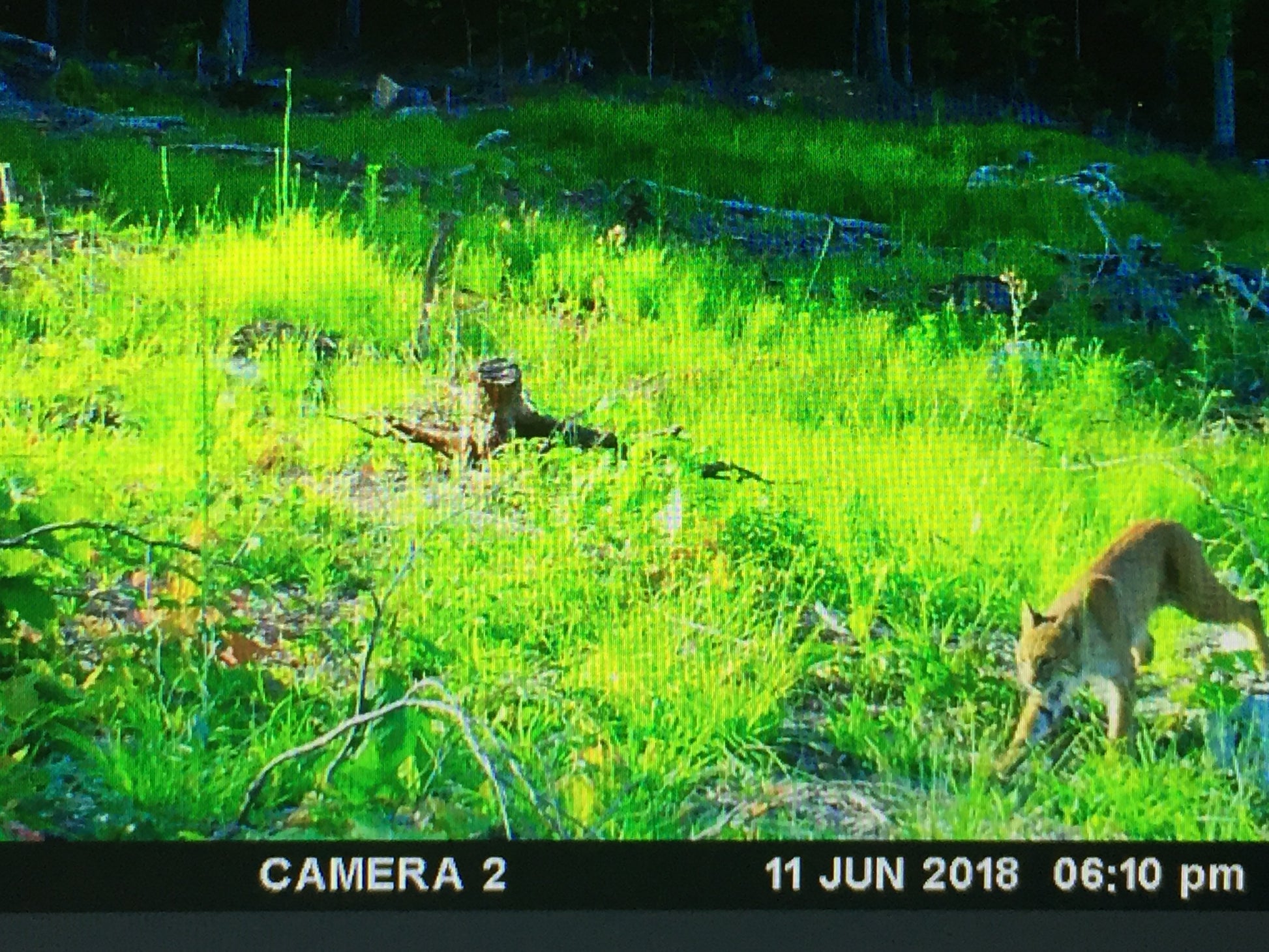 Bobcat in a grassy field with a timestamp at the bottom.