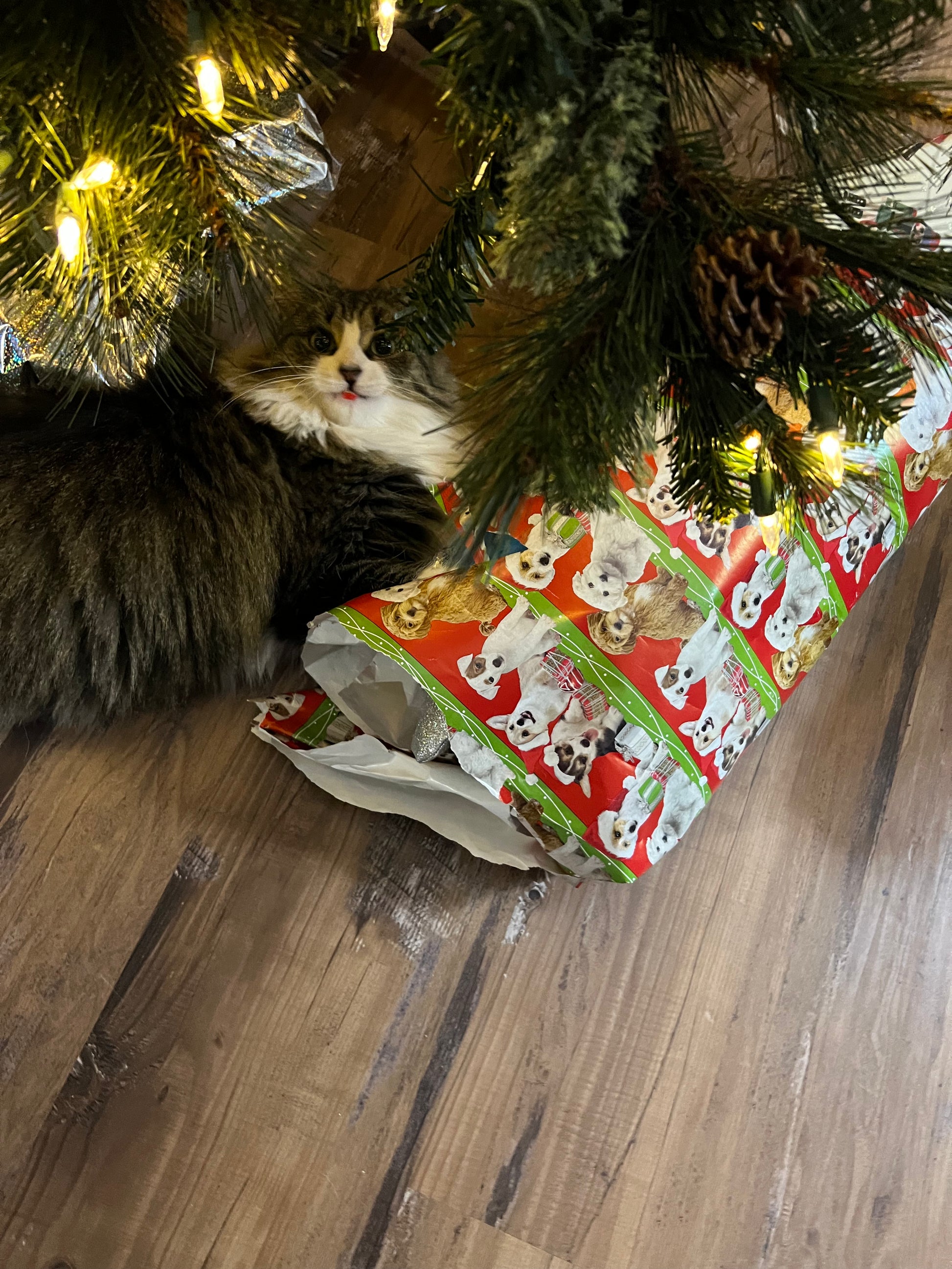 Cat lying under a decorated Christmas tree with a wrapped present underneath.
