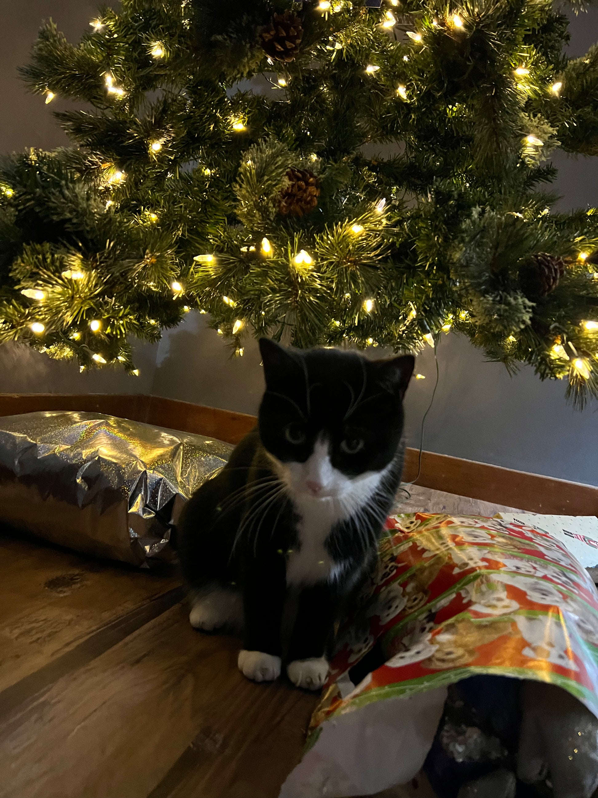 Black and white cat sitting under a decorated Christmas tree with lights.