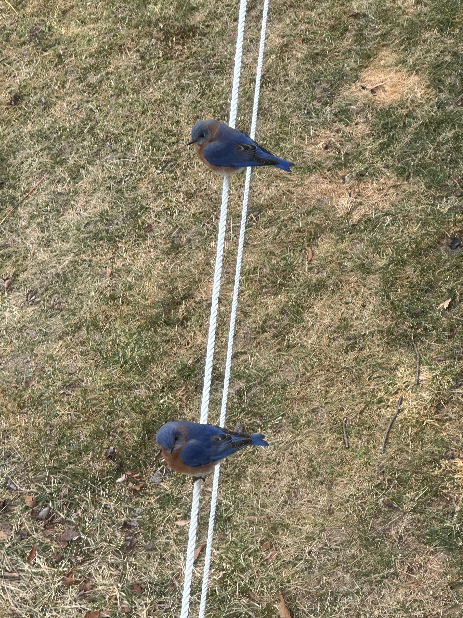 Two blue birds perched on a white rope against a grassy background
