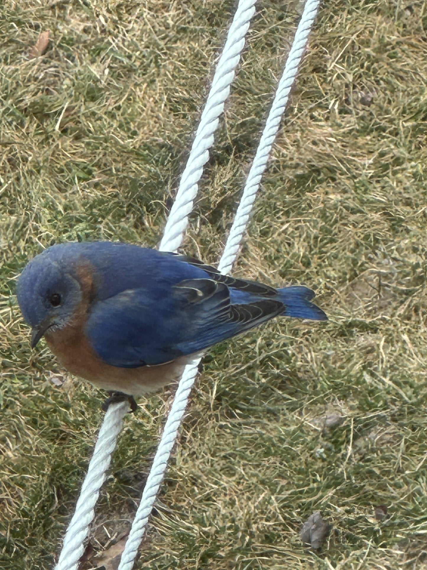 Blue bird perched on a white rope against a grassy background