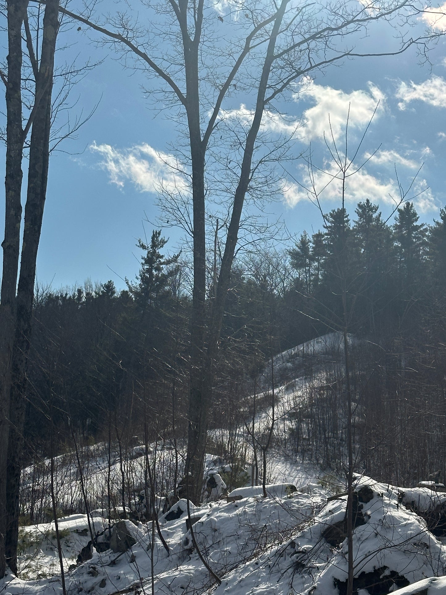 Winter landscape with snow-covered trees and a clear blue sky.