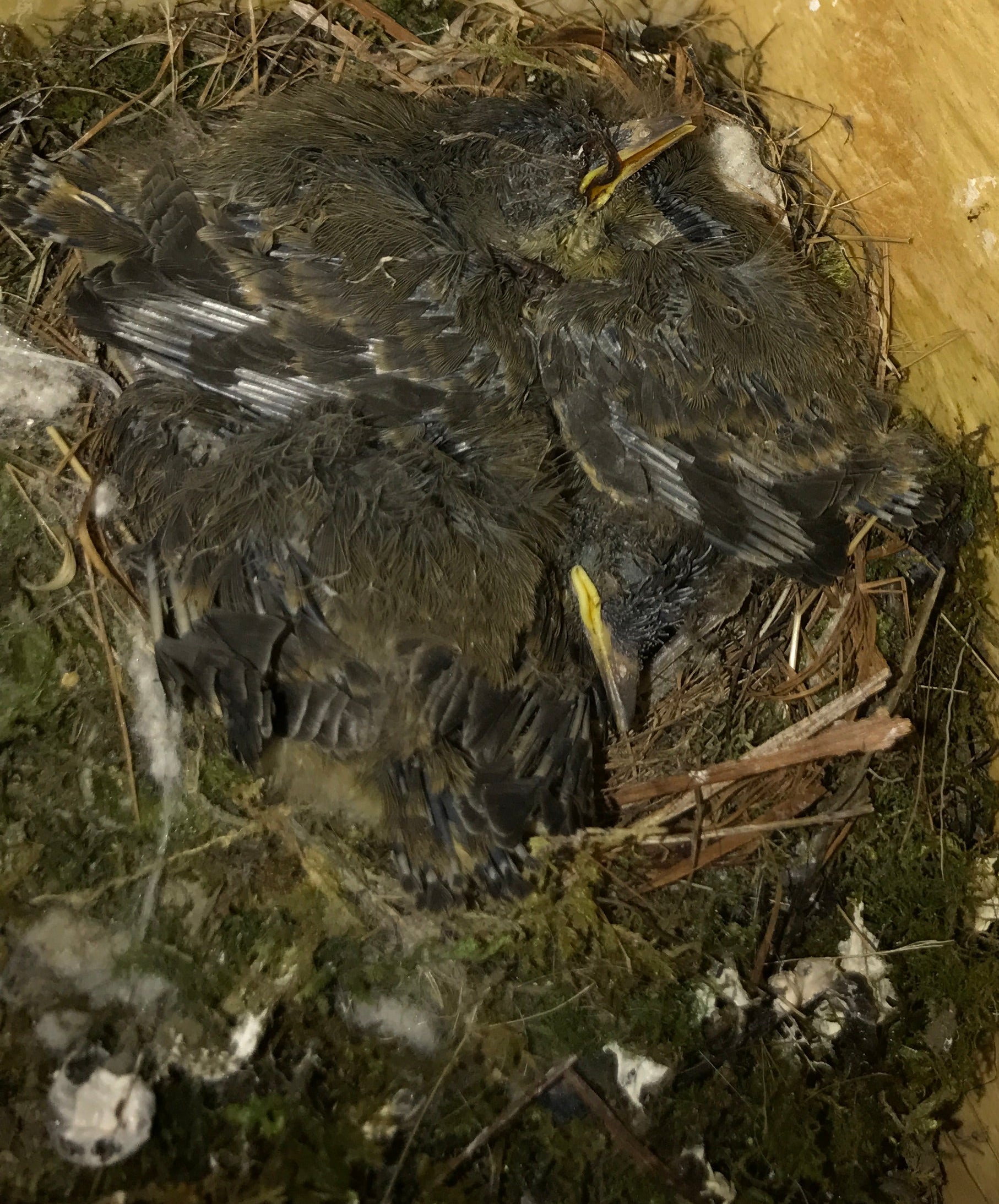 Bird nest with a small bird inside on a wooden surface