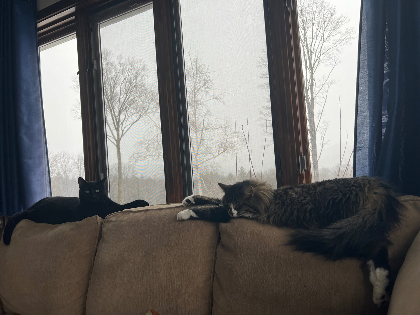 Two cats lounging on a couch with a snowy landscape outside the window.