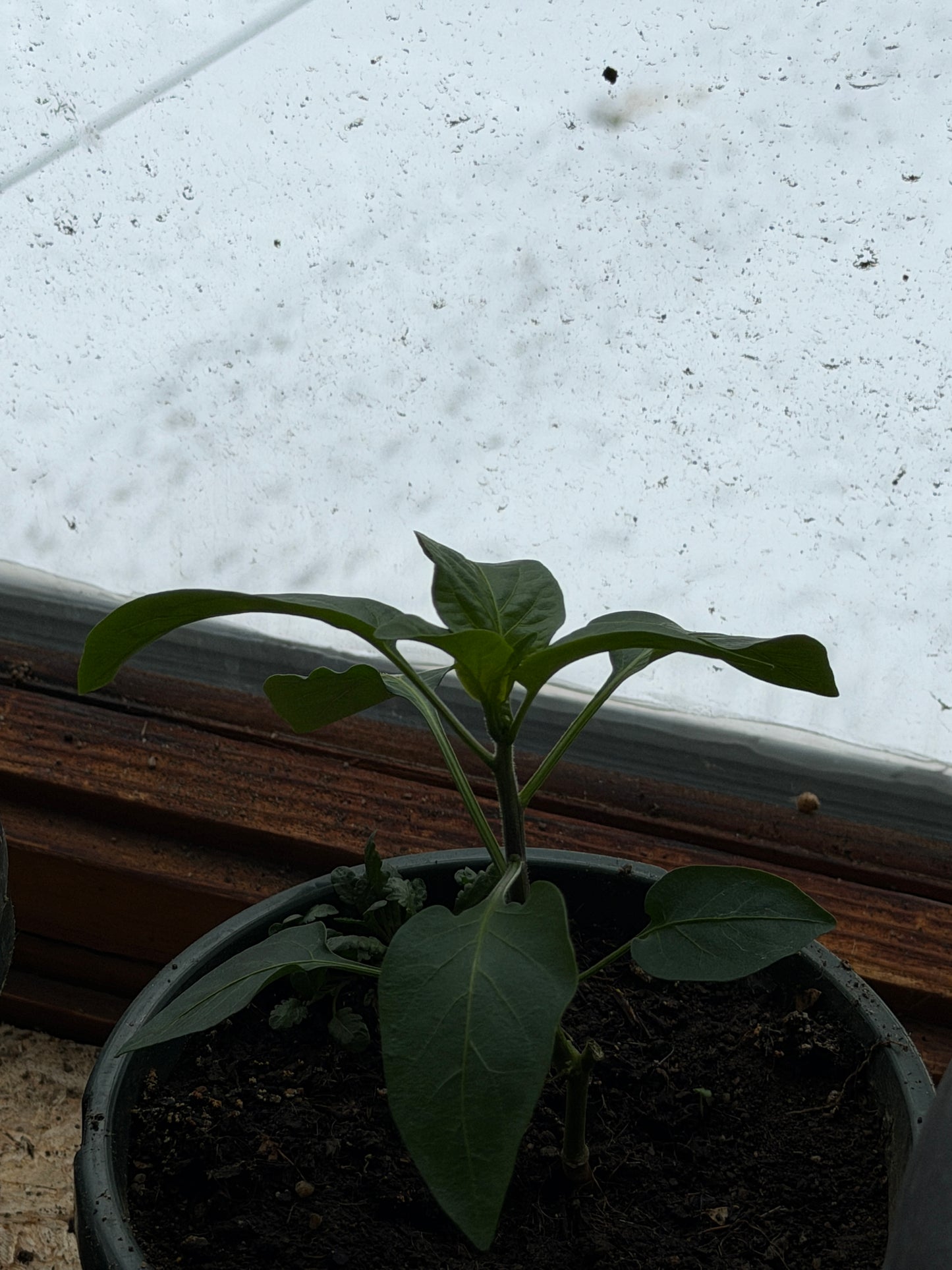 Small potted pepper plant growing in winter