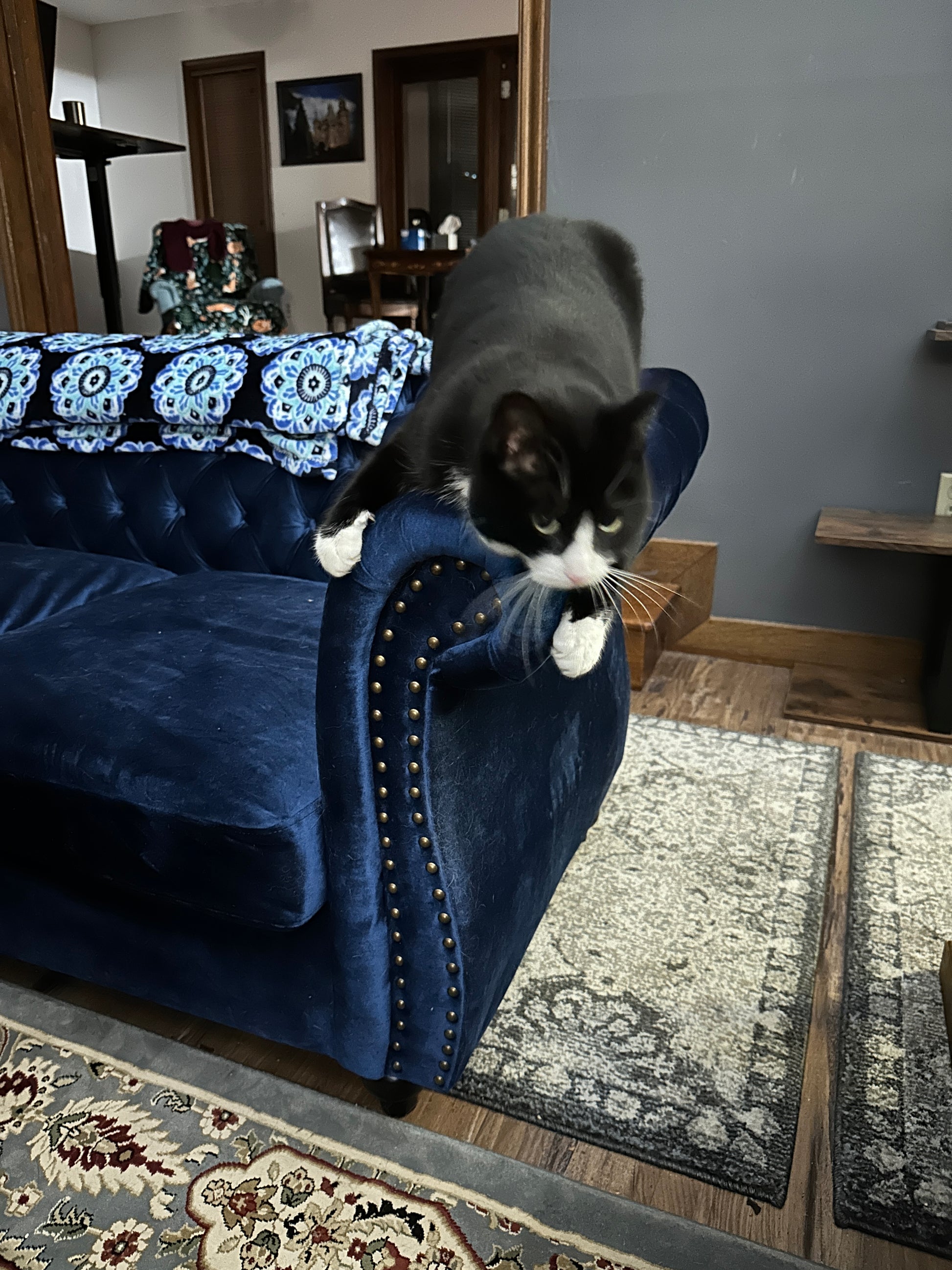 Cat on a blue cushion with a patterned rug and furniture in the background