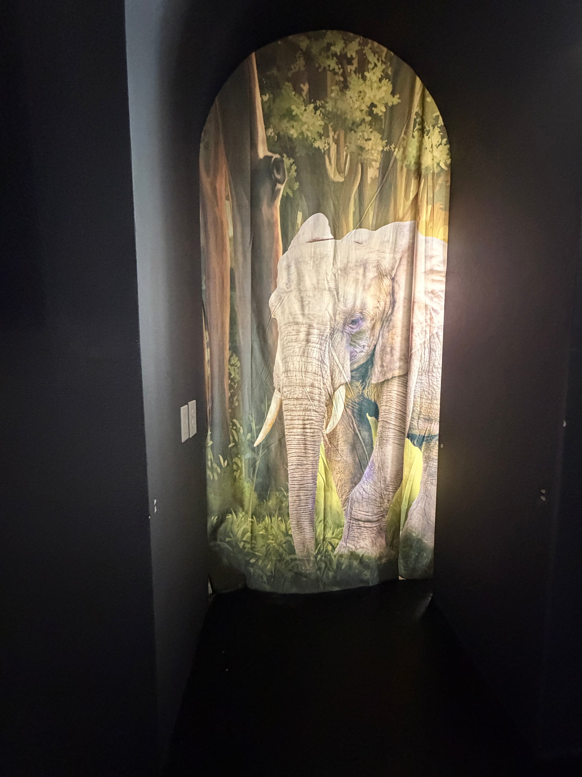 Illuminated elephant door background on a dark surface