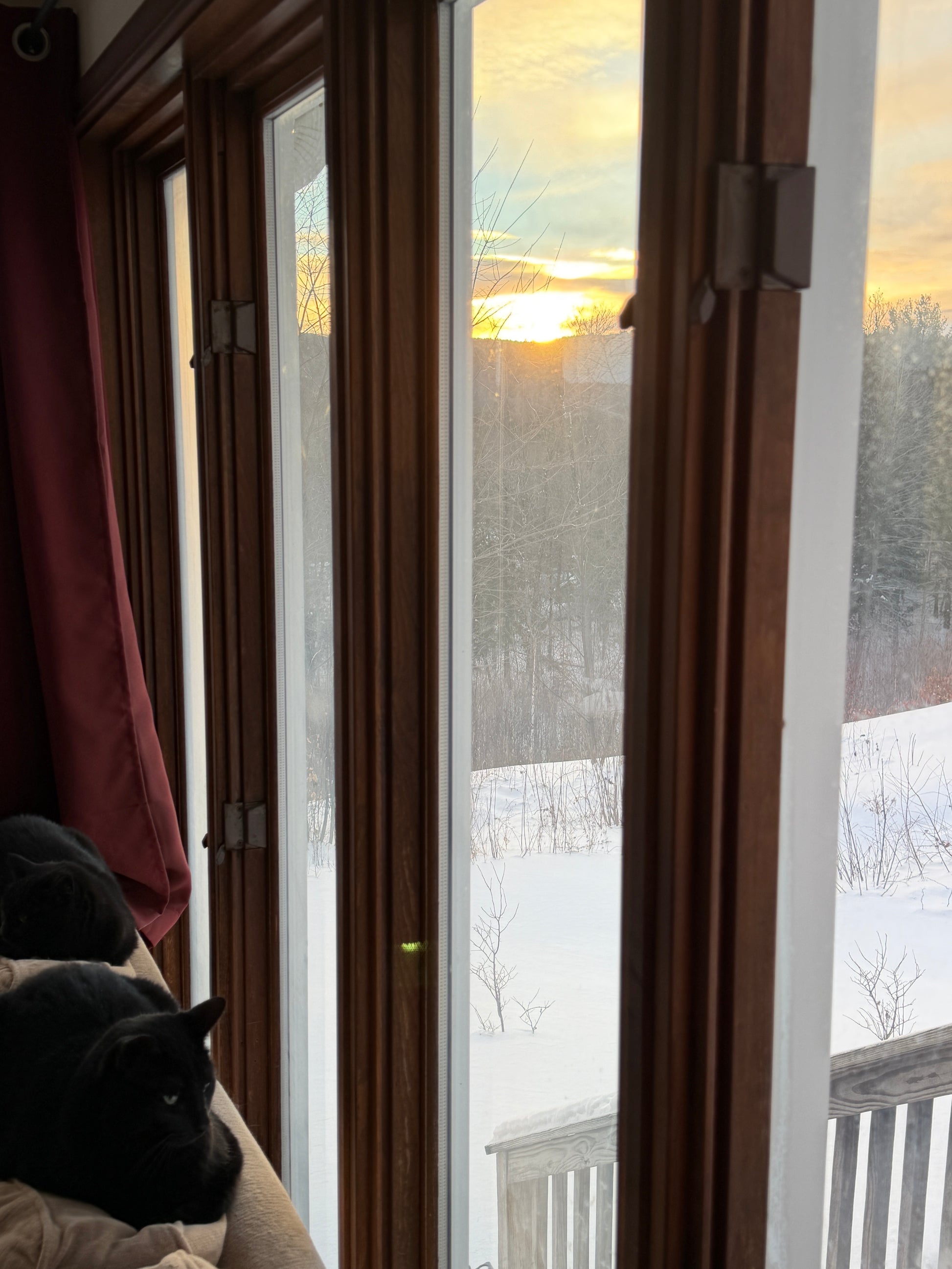 Cat sitting on a window sill with blinds partially open, showing a view of trees and sunrise outside.