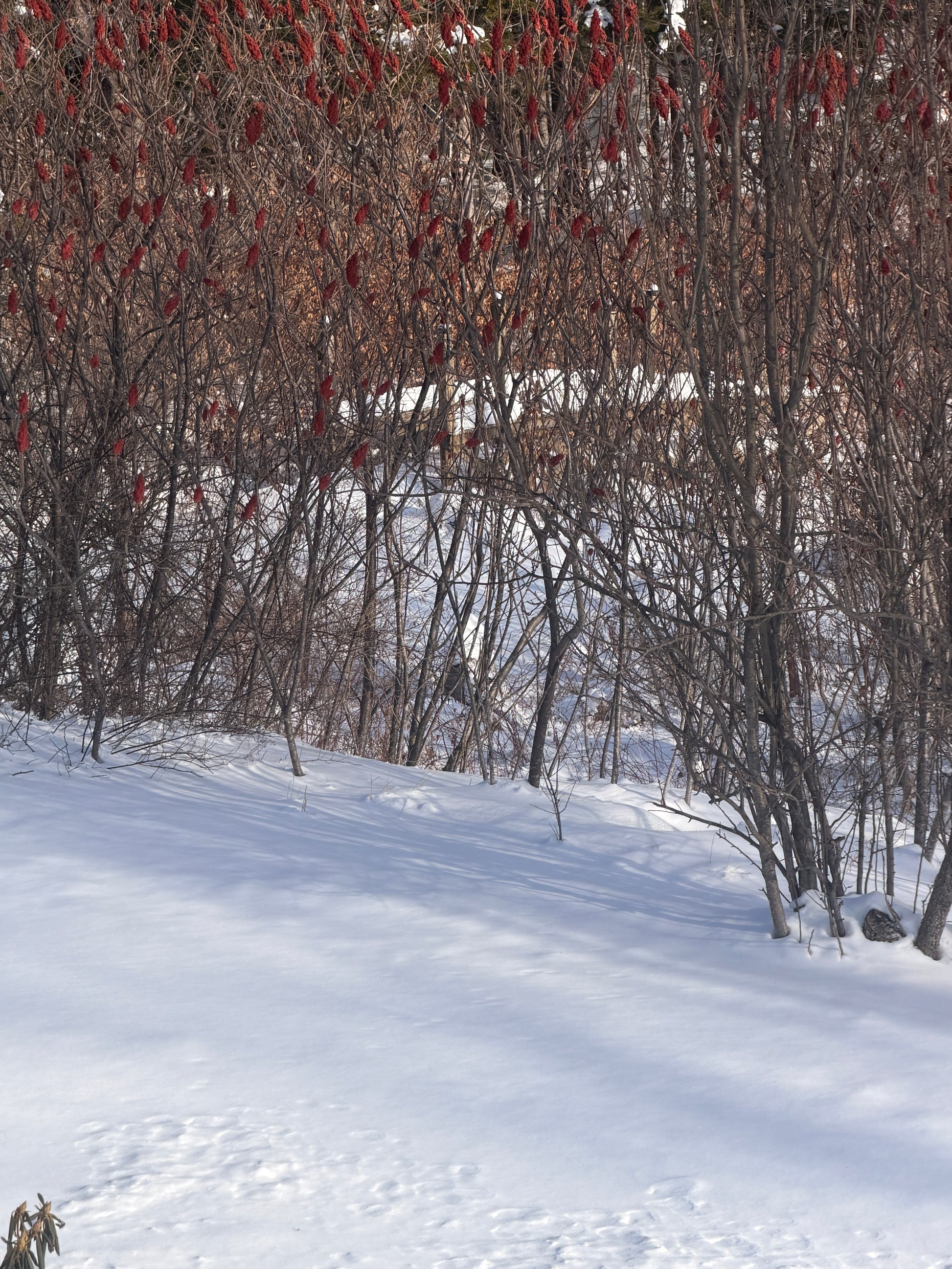 Snow-covered landscape with bare trees and red berries.