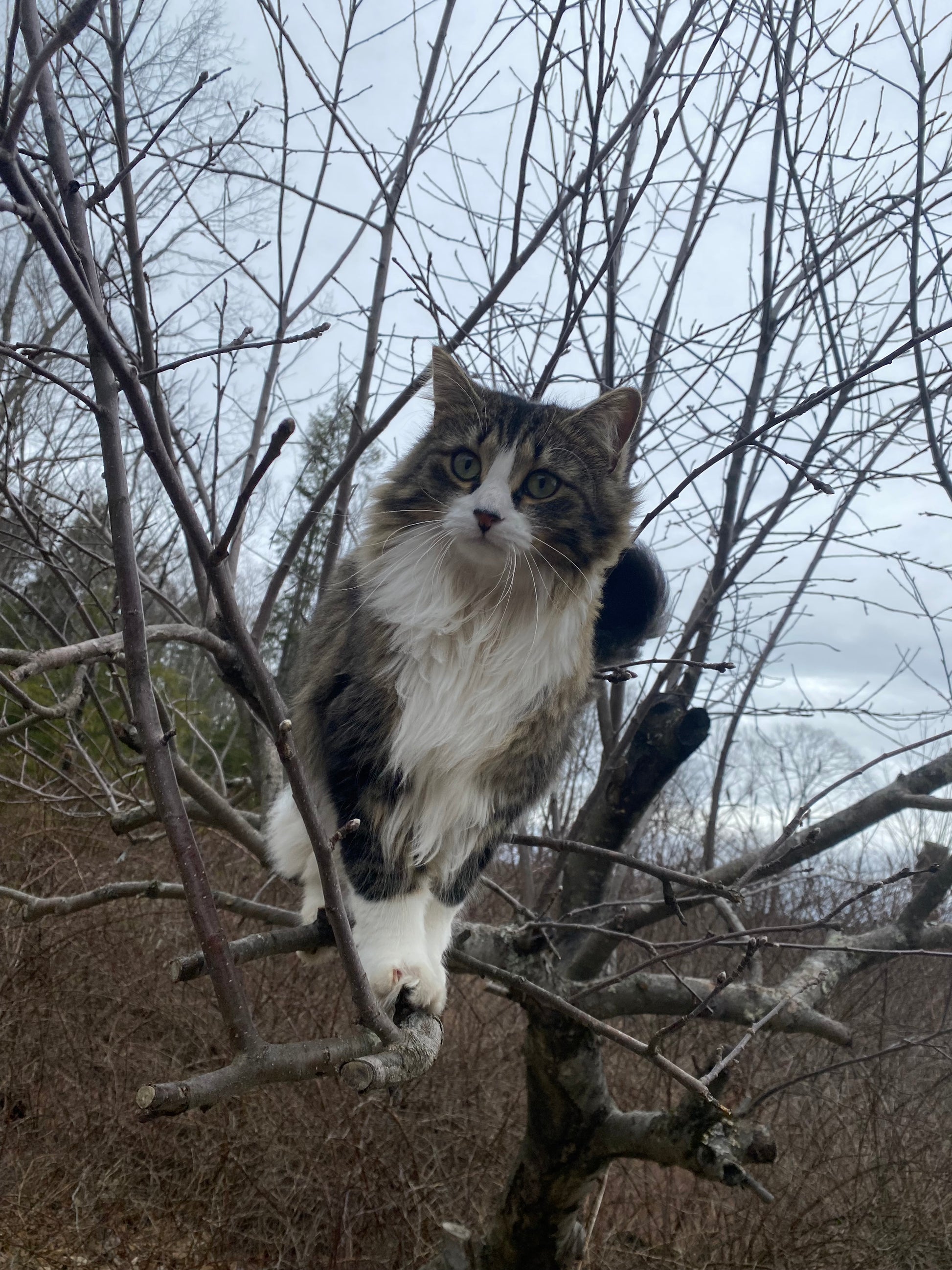 Cat sitting on an apple  tree branch with a blurred background