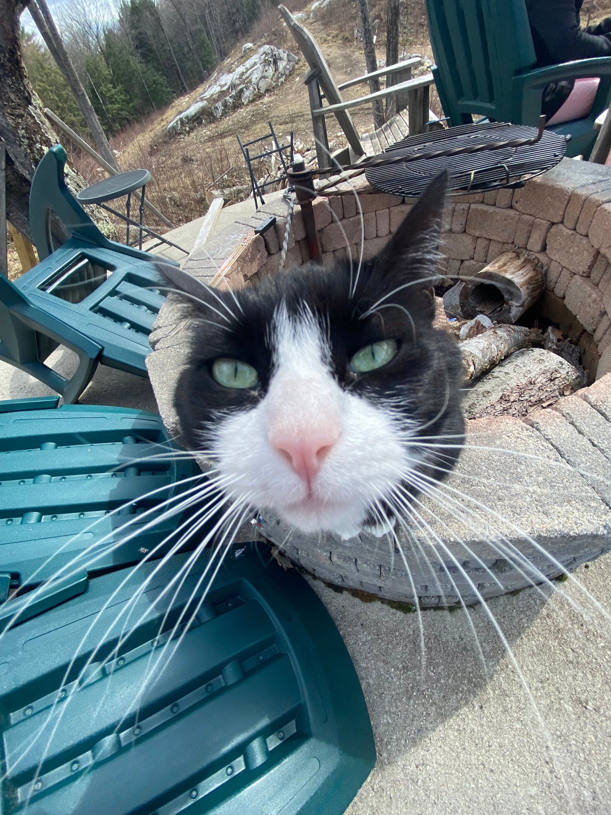 Cat with green eyes and white whiskers looking up at the camera on a patio.