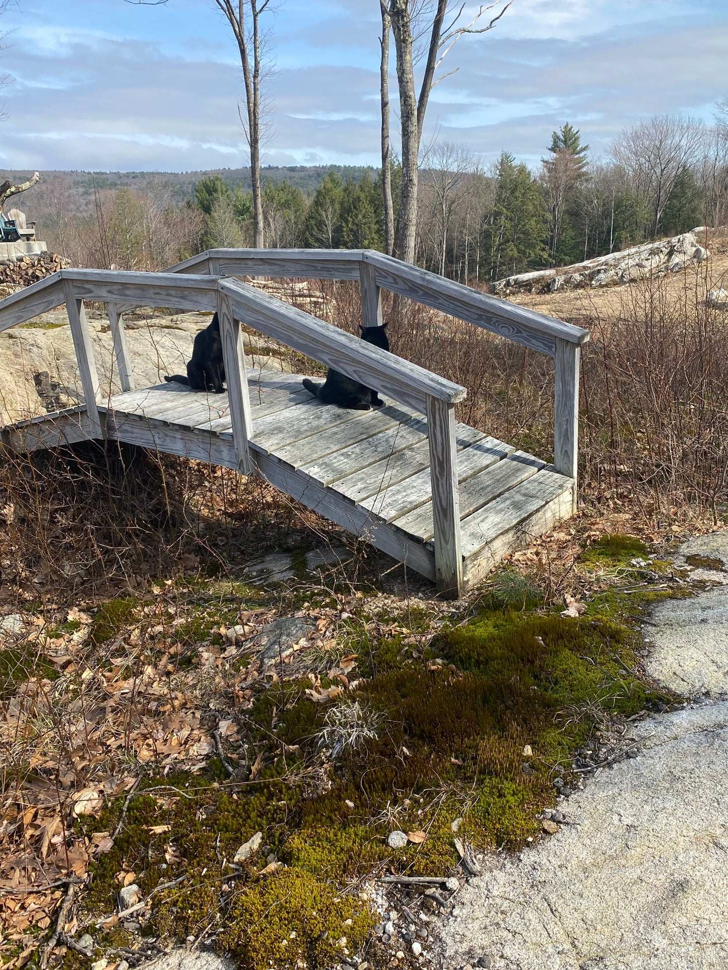 Wooden bridge deck by a large mountain with  black cats