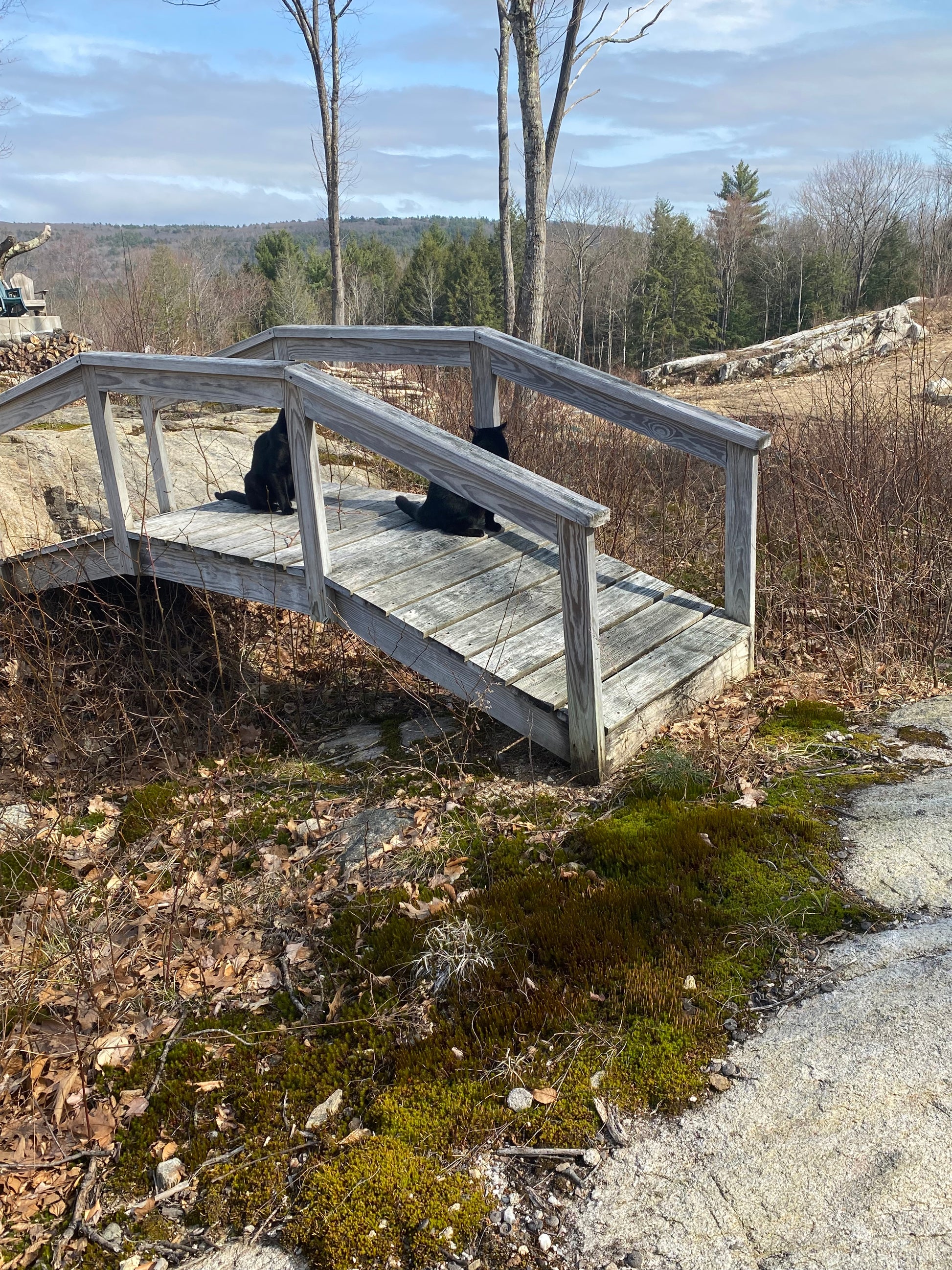Wooden bridge deck by a large mountain with  black cats