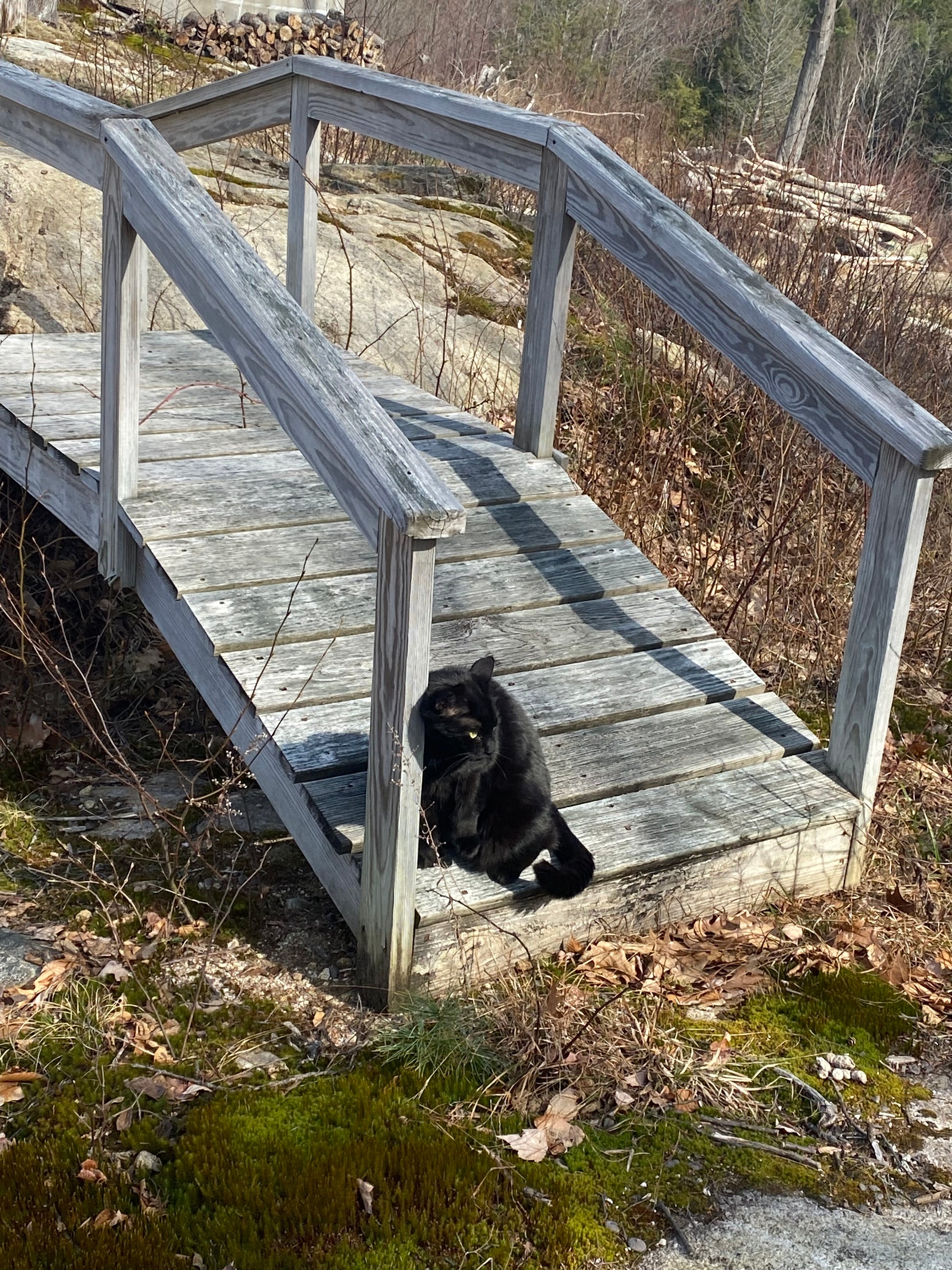 Black cat on a wooden bridge  in a natural setting