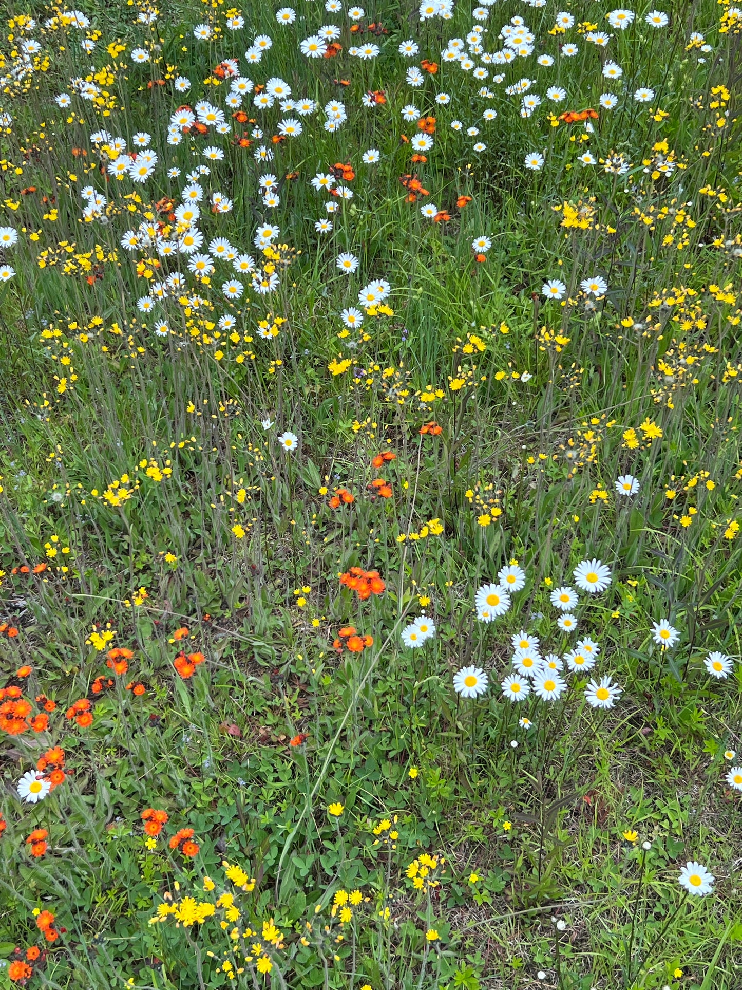 Lawns and Land