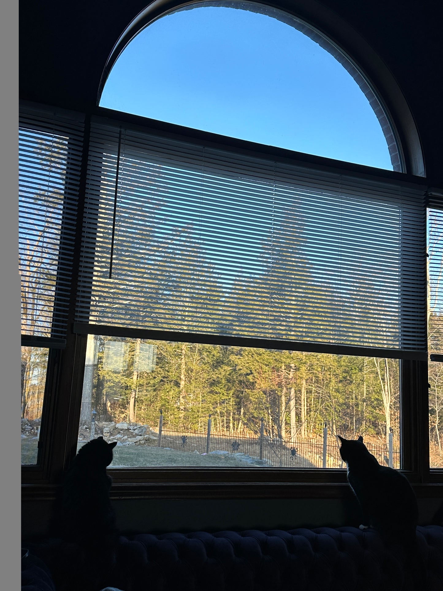Two cats sitting on a windowsill looking out at a forest view through blinds.