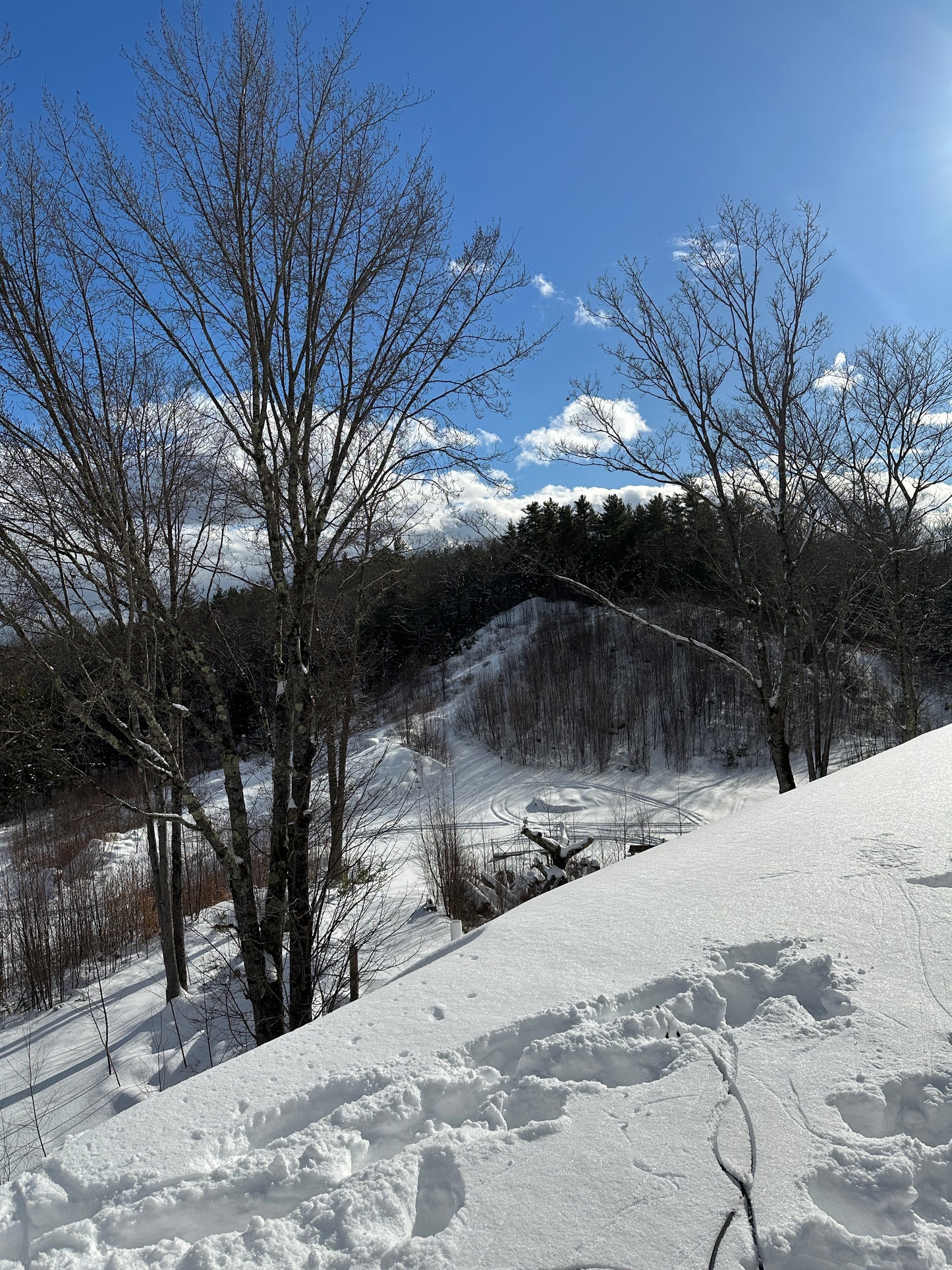 Snowy landscape with trees and a clear blue sky