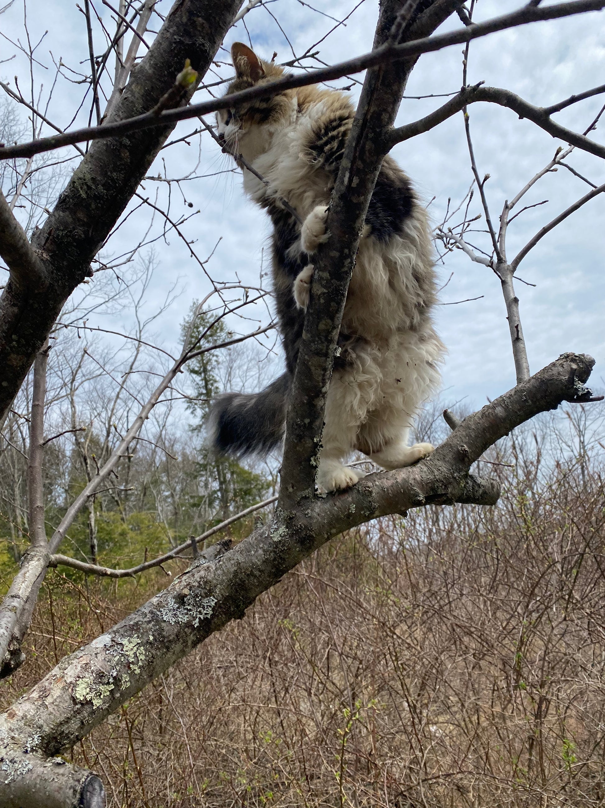 Cat climbing a tree with a natural outdoor background