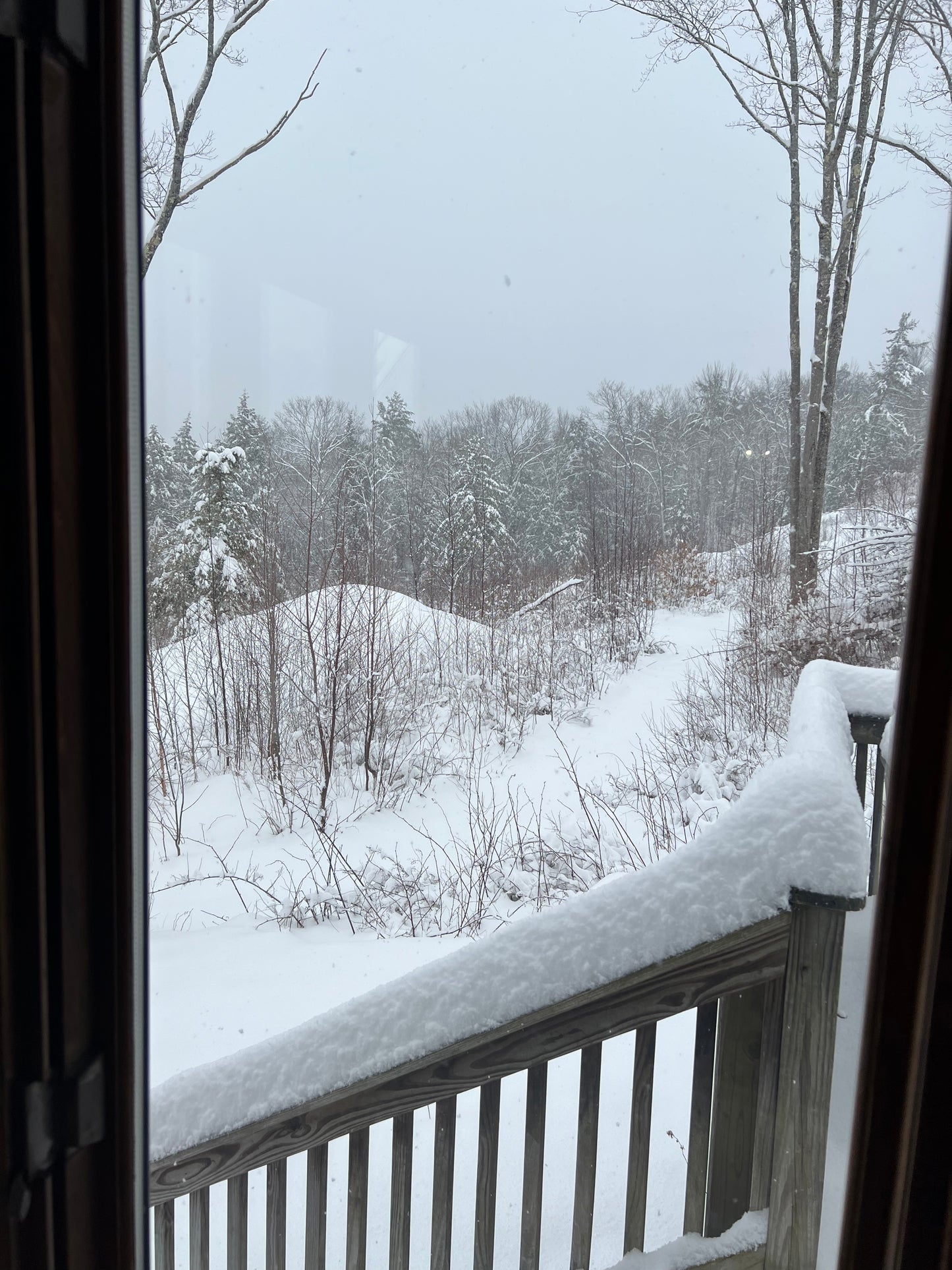 Winter scene from a snowy deck with trees and snow-covered ground.