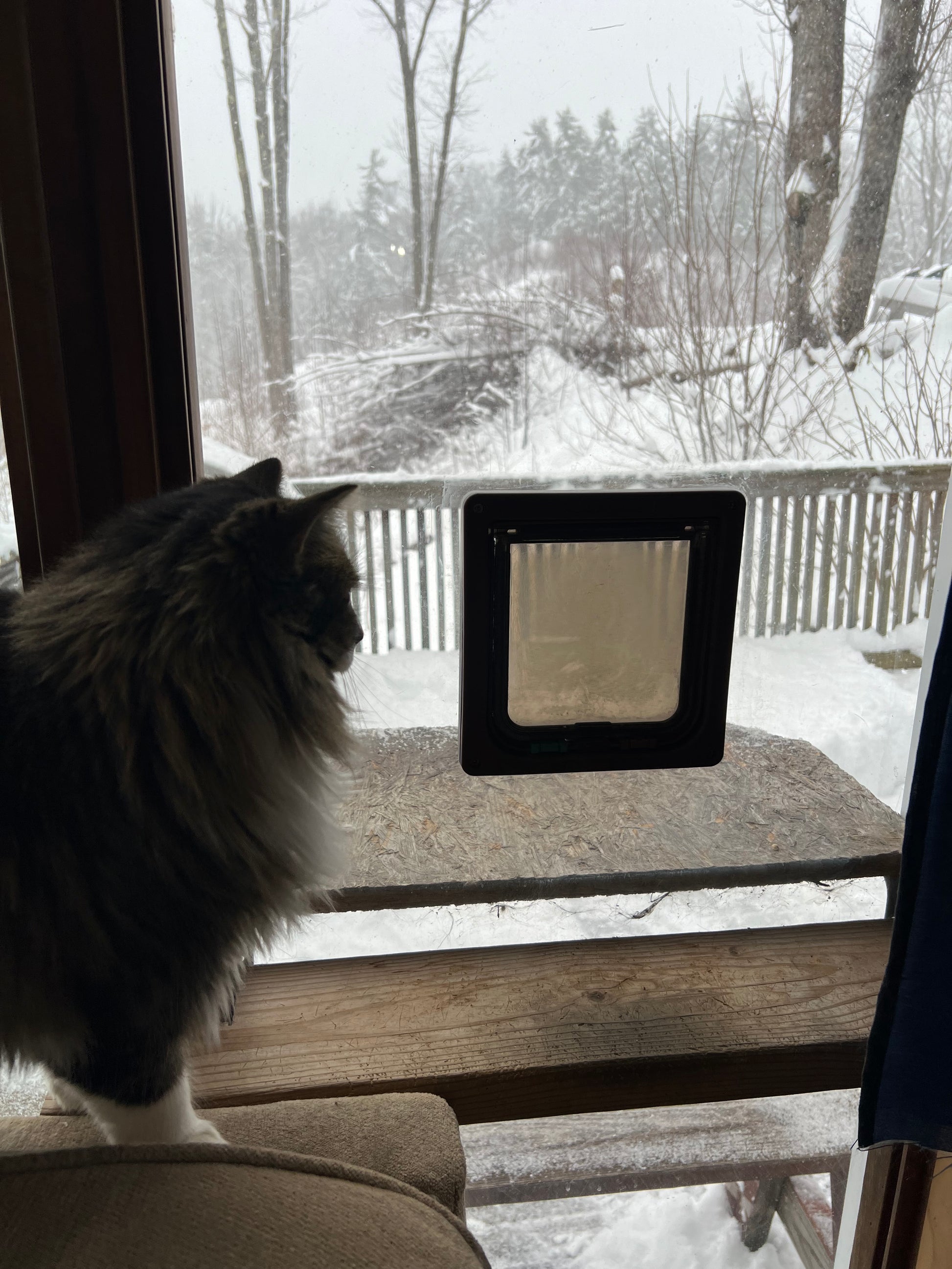 Cat sitting on a windowsill looking out at a snowy landscape