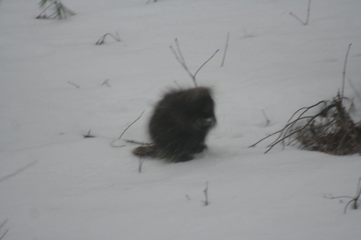 Pourcupine n the snow