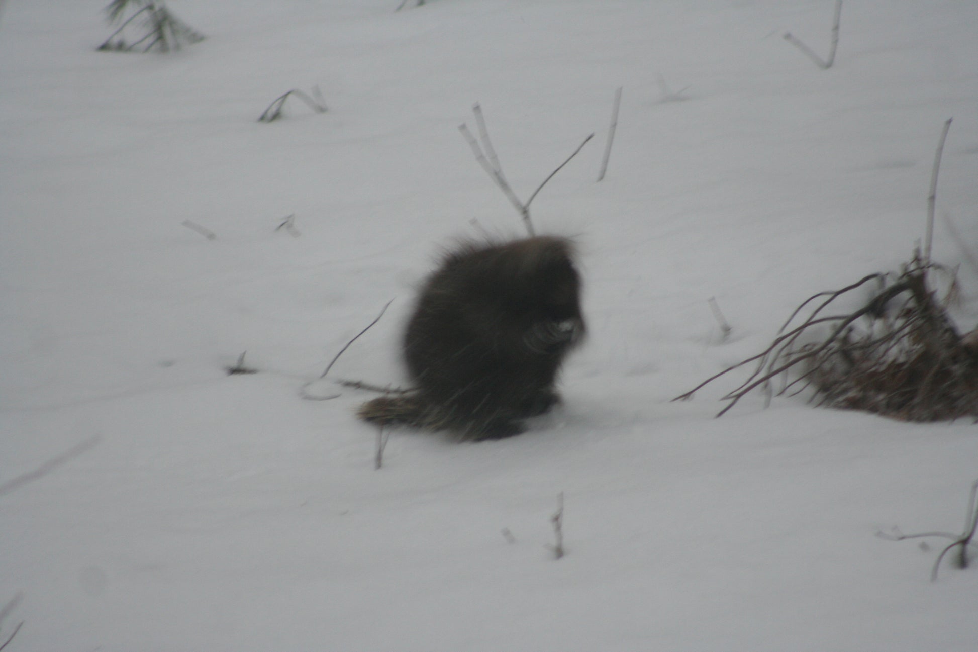Pourcupine n the snow