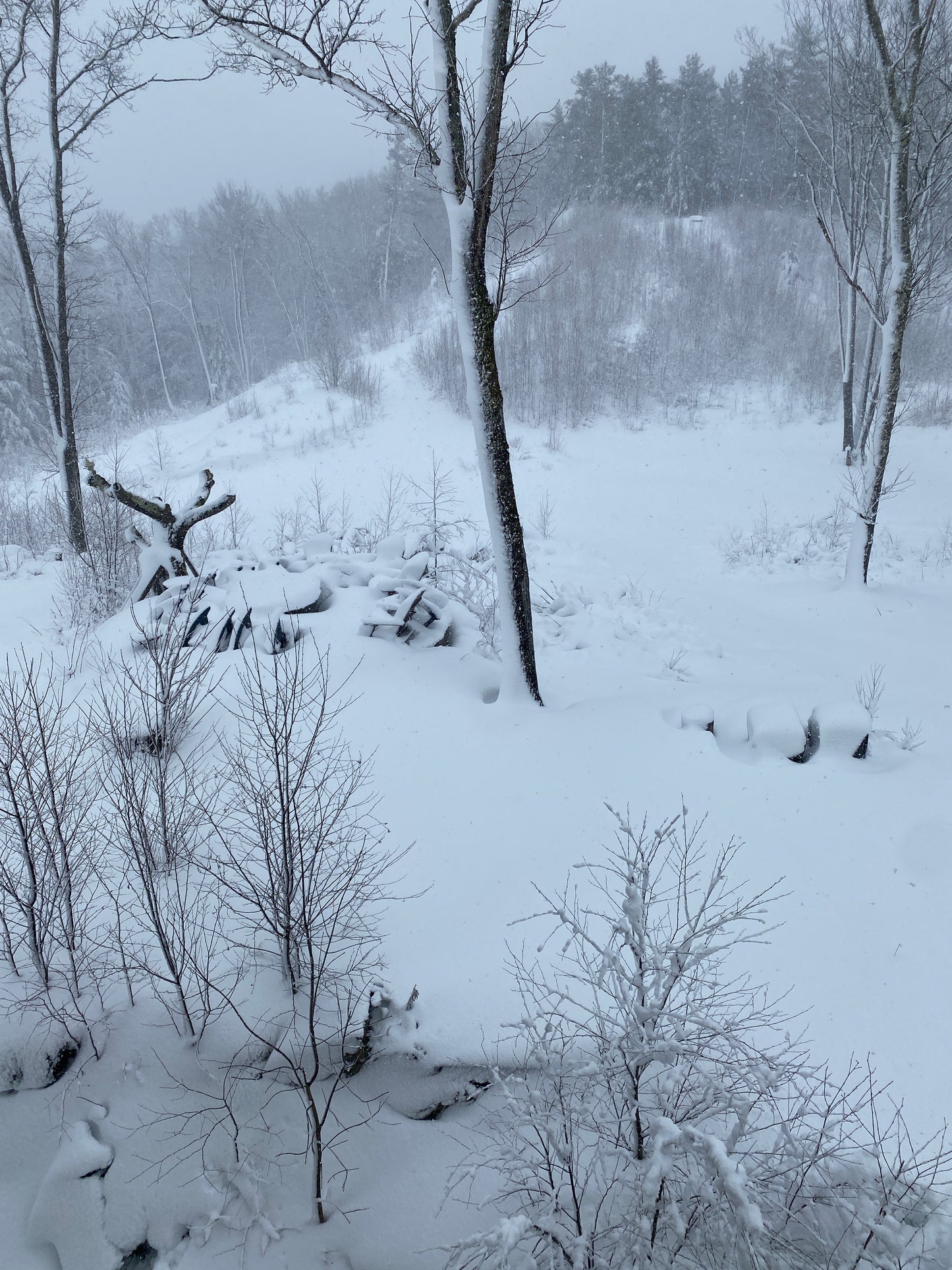 Snow-covered trees in a forest during winter