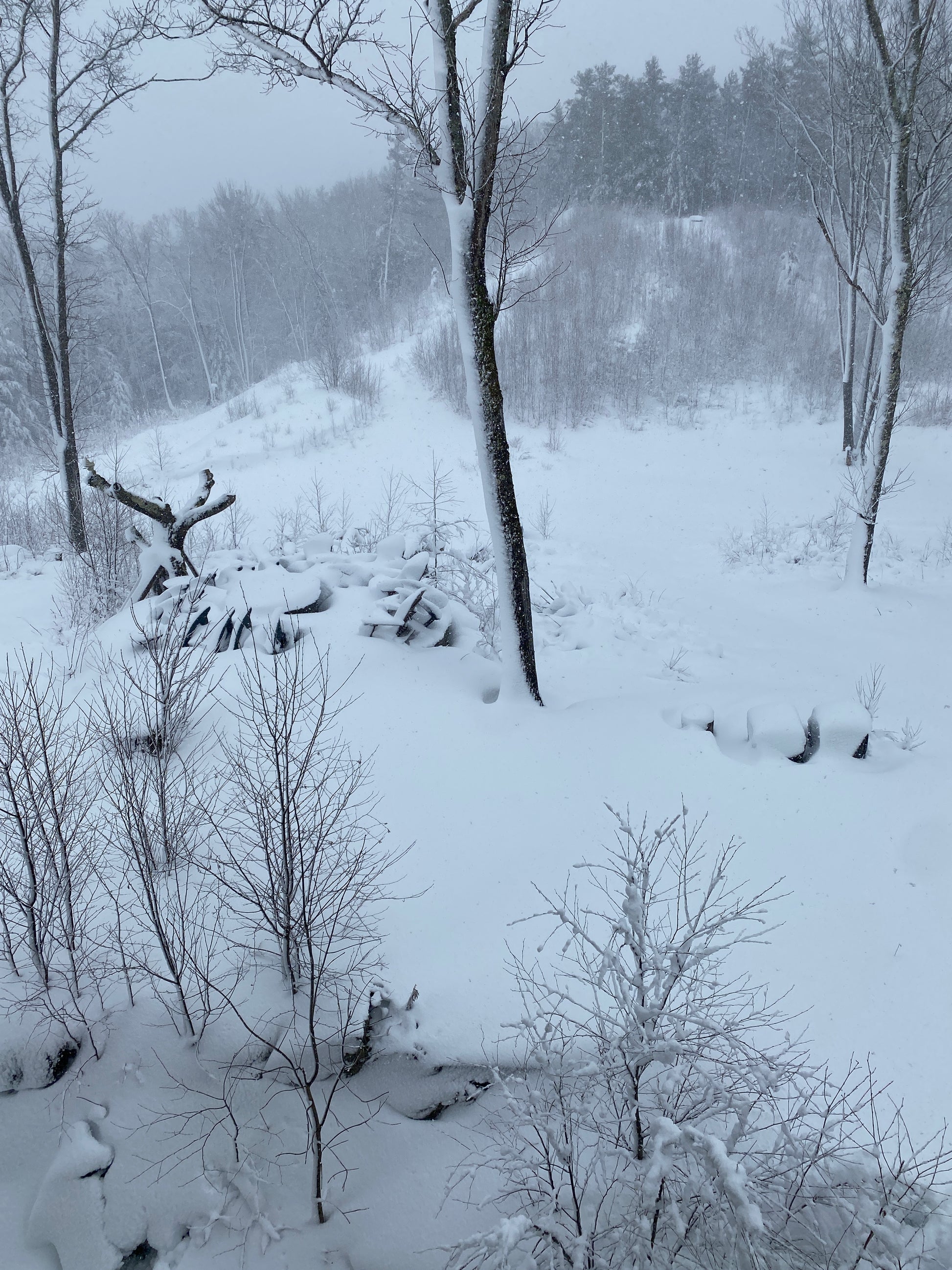 Snow-covered trees in a forest during winter