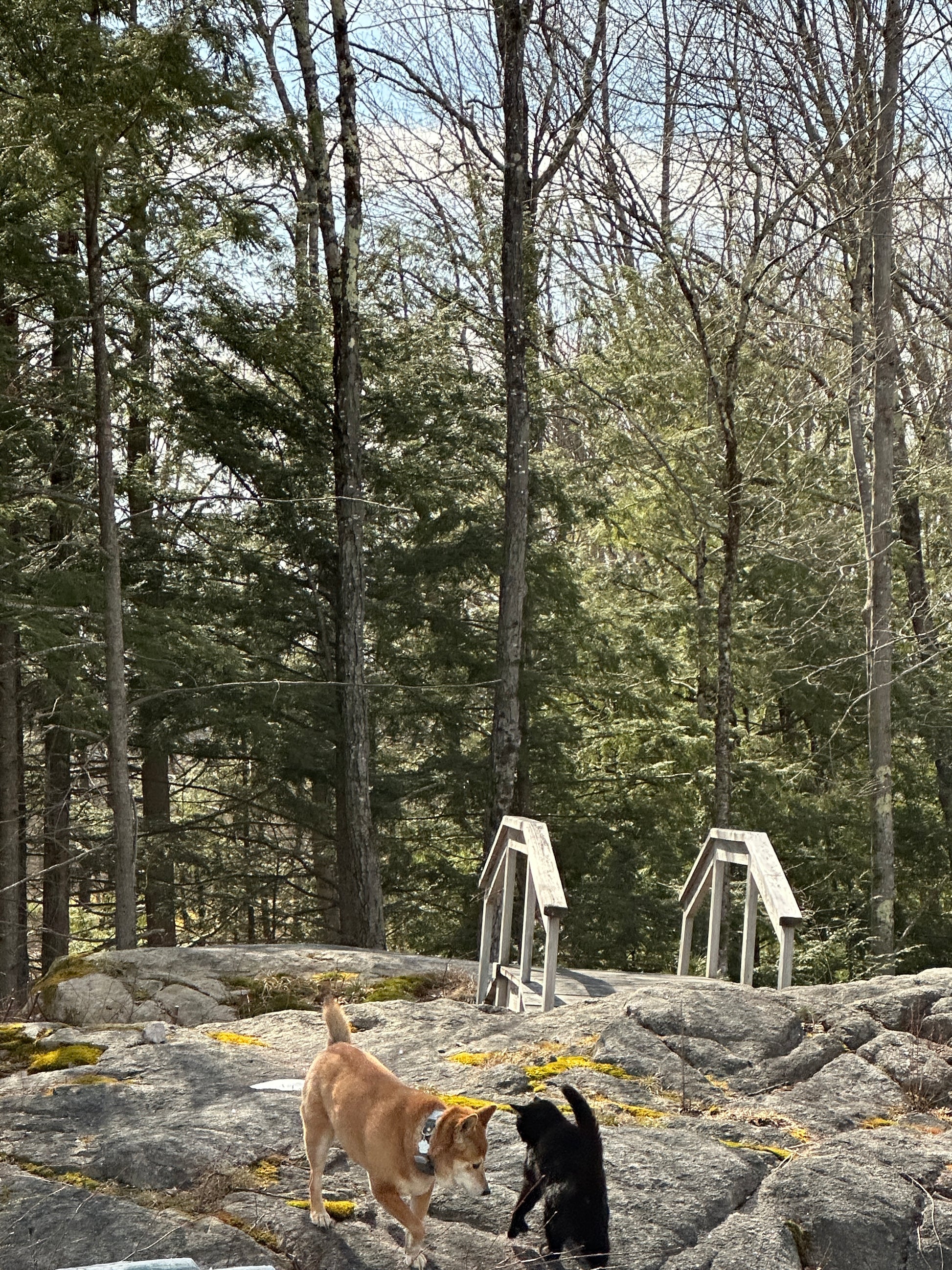 Dog  Sheba Inu playing with cat on a rocky outcrop with trees and a bridge  in the background